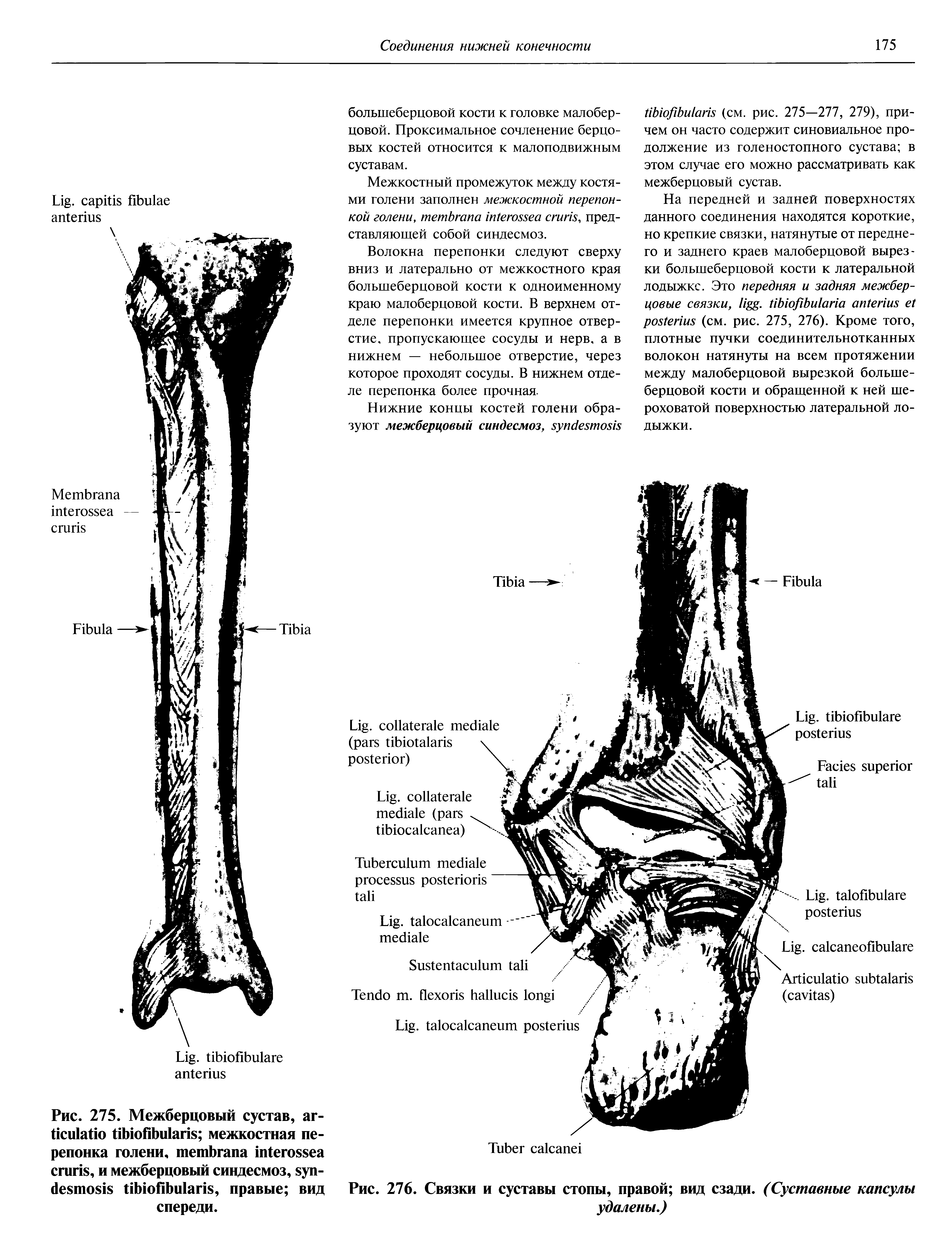 Рис. 275. Межберцовый сустав, аг- межкостная перепонка голени, , и межберцовый синдесмоз, , правые вид спереди.