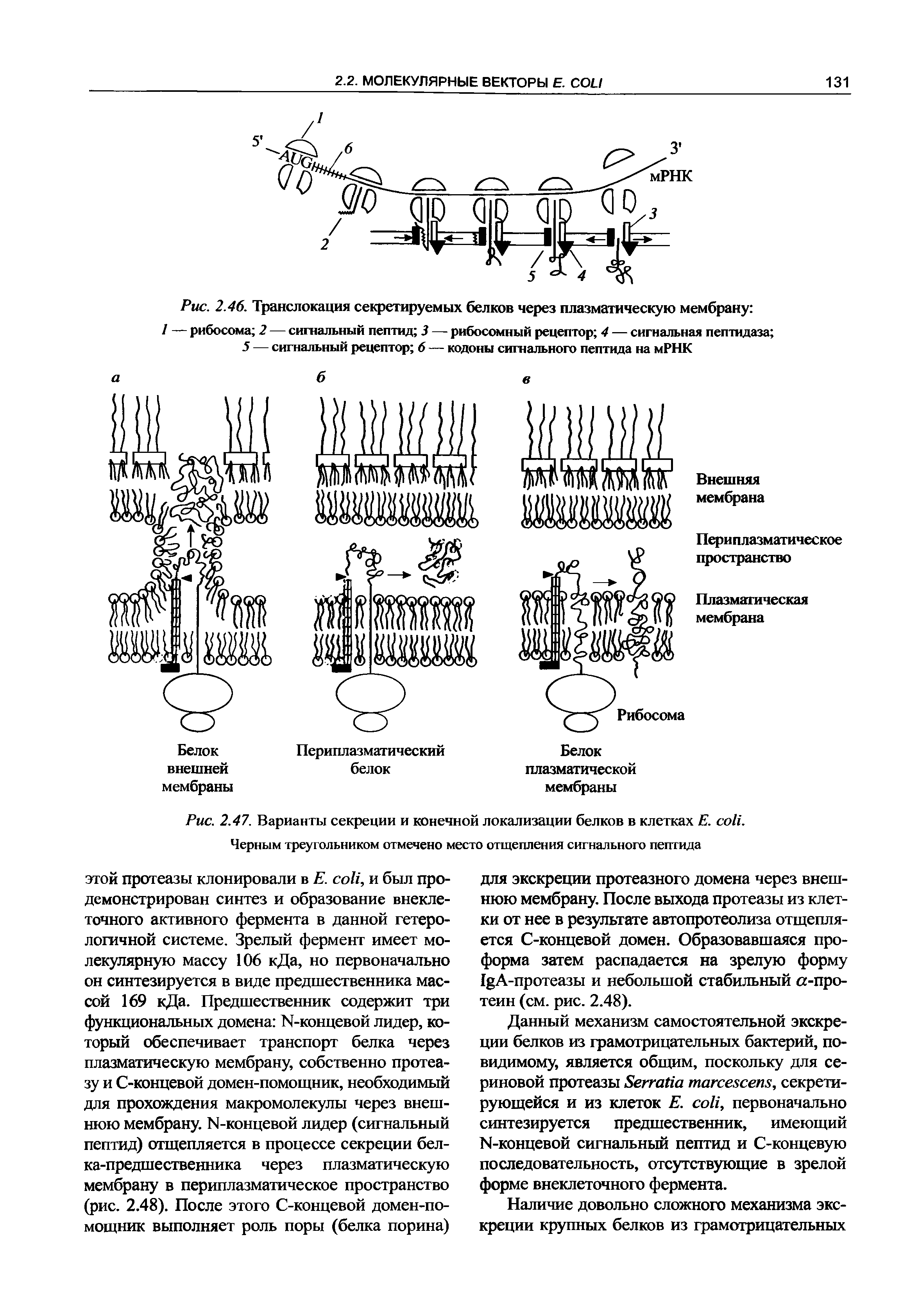Рис. 2.47. Варианты секреции и конечной локализации белков в клетках Е. . Черным треугольником отмечено место отщепления сигнального пептида...