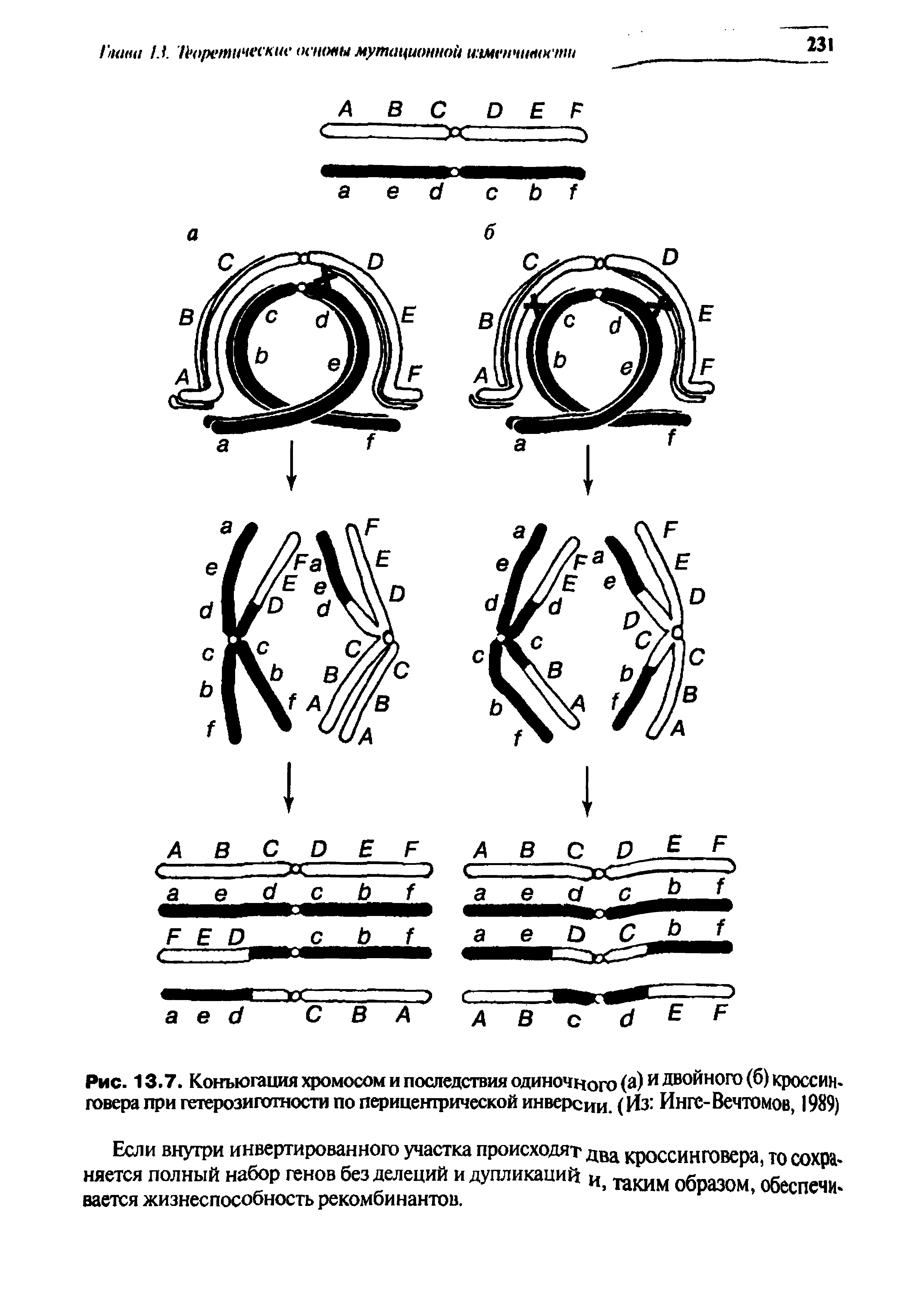 Рис. 13.7. Конъюгация хромосом и последствия одиночного (а)и Двойного (б) кроссин. ровера при гетерозиготности по перицешрической инверсии. (Из Инге-Вечтомов, 989)...