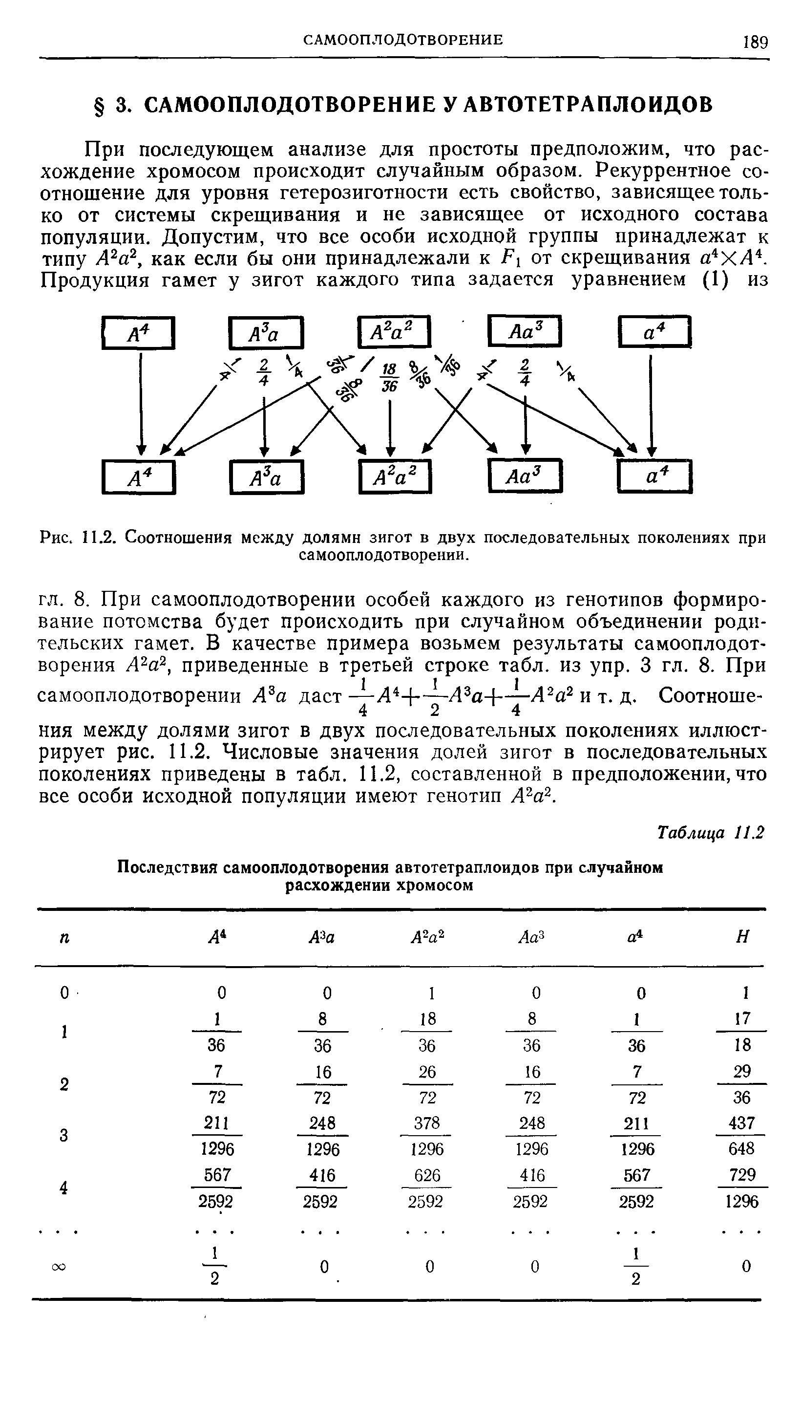 Рис. 11.2. Соотношения между долями зигот в двух последовательных поколениях при самооплодотворении.