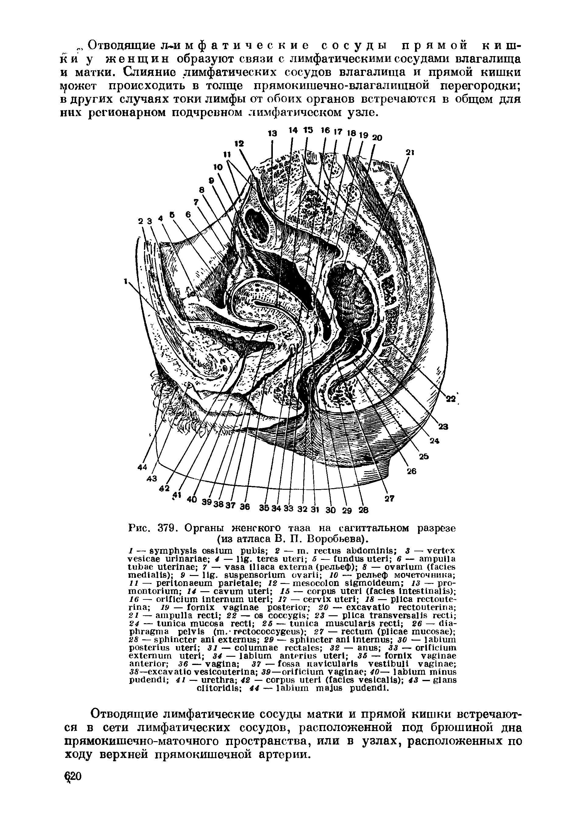 Рис. 379. Органы женского таза на сагиттальном разрезе (из атласа В. П. Воробьева).