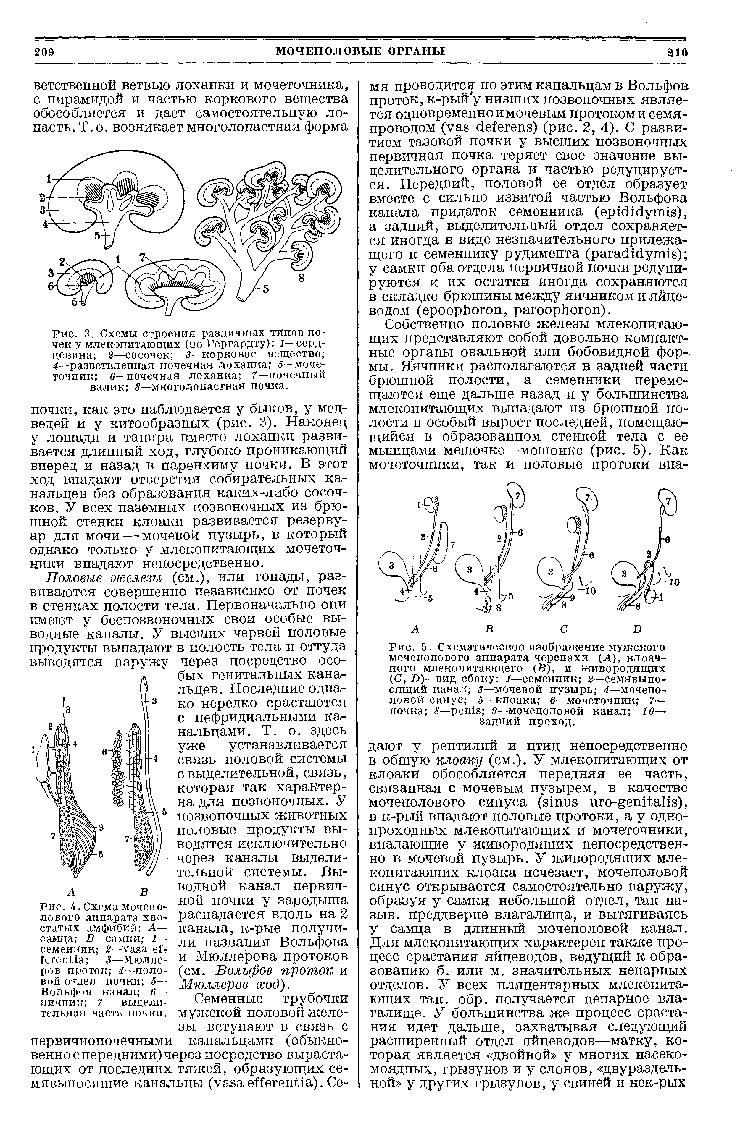 Рис. 3. Схемы строения различных тйпов почек у млекопитающих (по Гергардту) 1—сердцевина 2—сосочек 3—корковое вещество 4—разветвленная почечная лоханка 5—мочеточник 6—почечная лоханка 7—почечный валик 8—многолопастная почка.