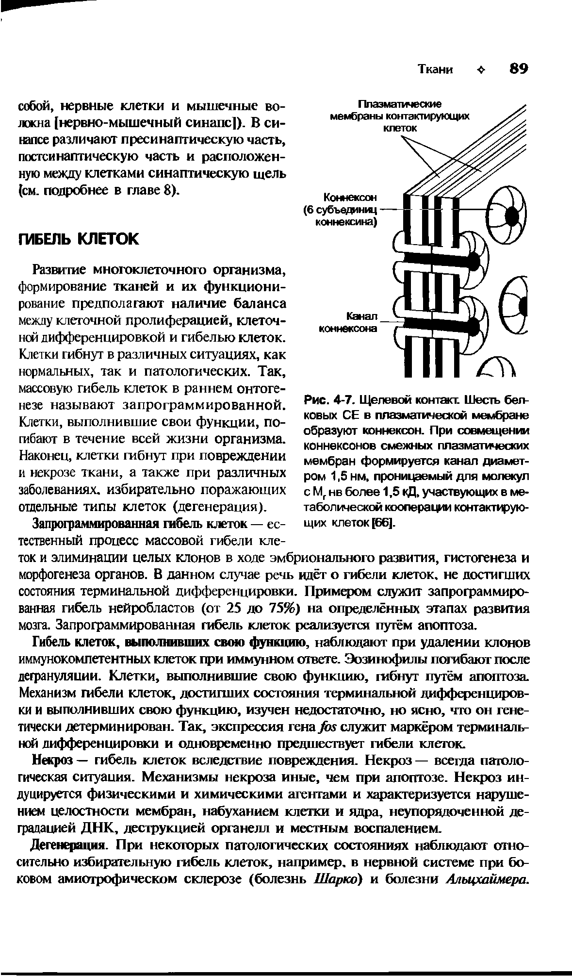 Рис. 4-7. Щелевой контакт. Шесть белковых СЕ в плазматическом мембране образуют коннексон. При совмещении коннексонов смежных плазматических мембран формируется канал диаметром 1,5 нм. проницаемый для молекул с Мг нв более 1,5 кД, участвующих в метаболической кооперации контактирующих клеток [66].