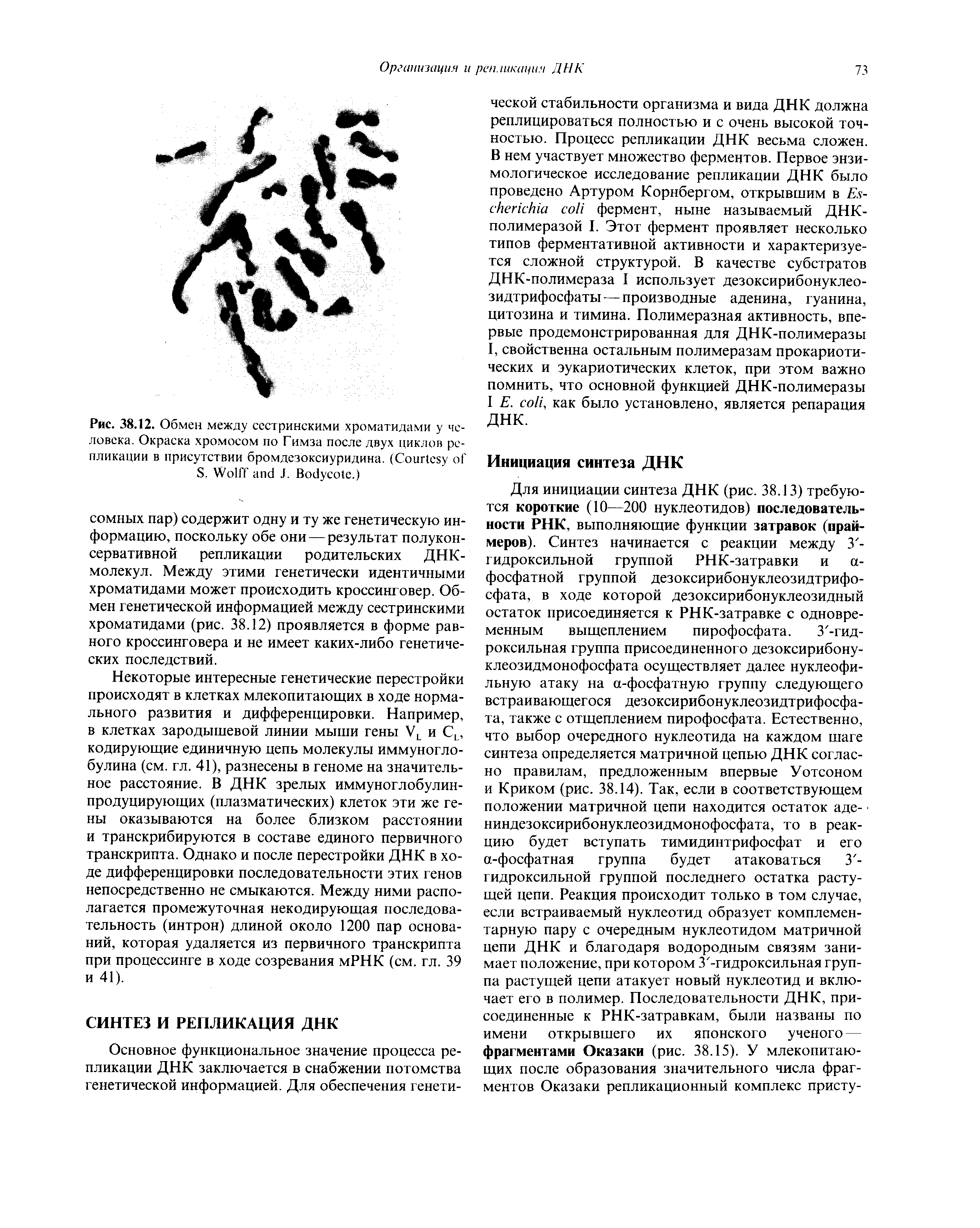 Рис. 38.12. Обмен между сестринскими хроматидами у человека. Окраска хромосом по Гимза после двух циклов репликации в присутствии бромдезоксиуридина. (C S. W J. B .)...