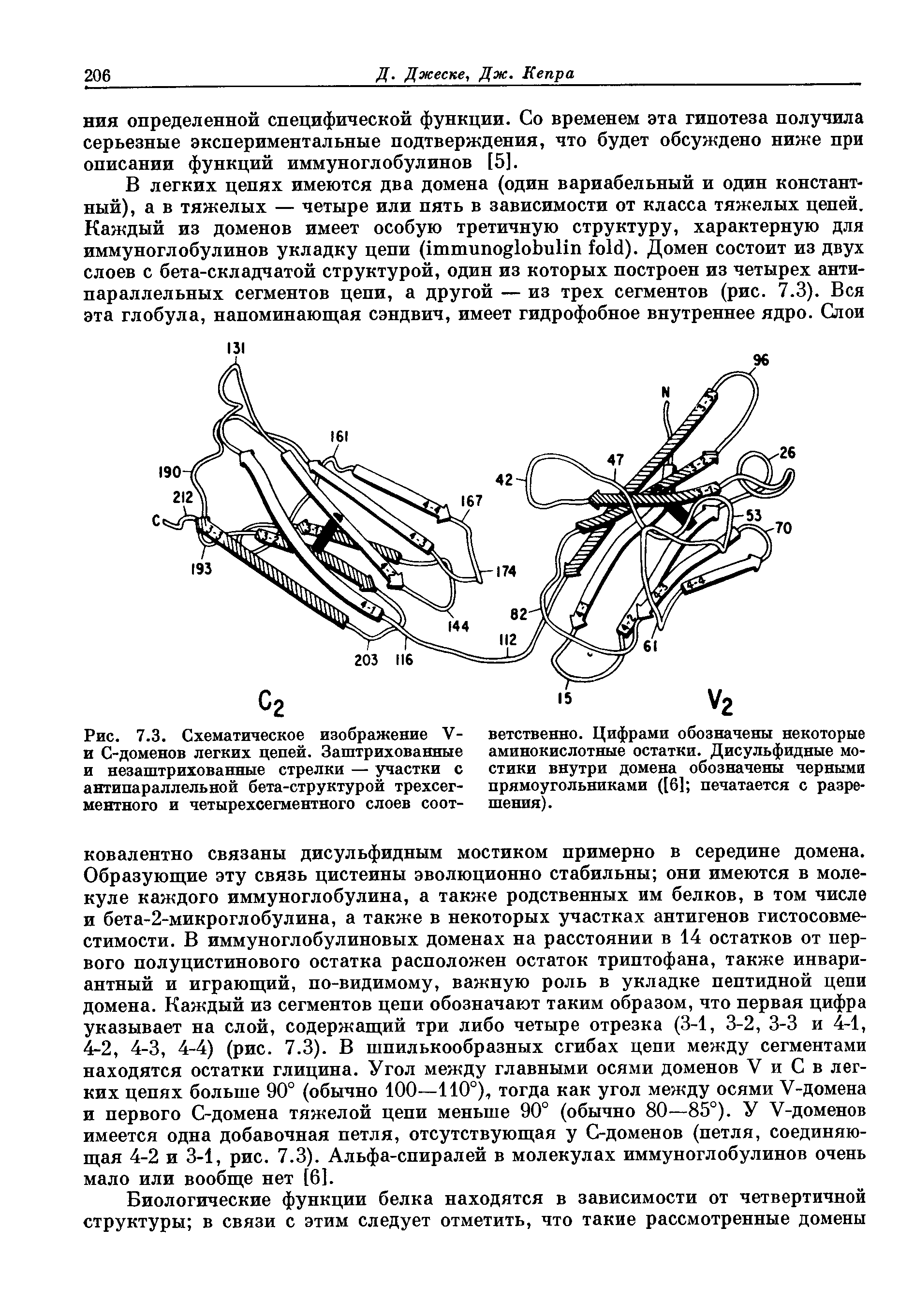 Рис. 7.3. Схематическое изображение V-и С-доменов легких цепей. Заштрихованные и незаштрихованные стрелки — участки с антипараллельной бета-структурой трехсегментного и четырехсегментного слоев соот-...