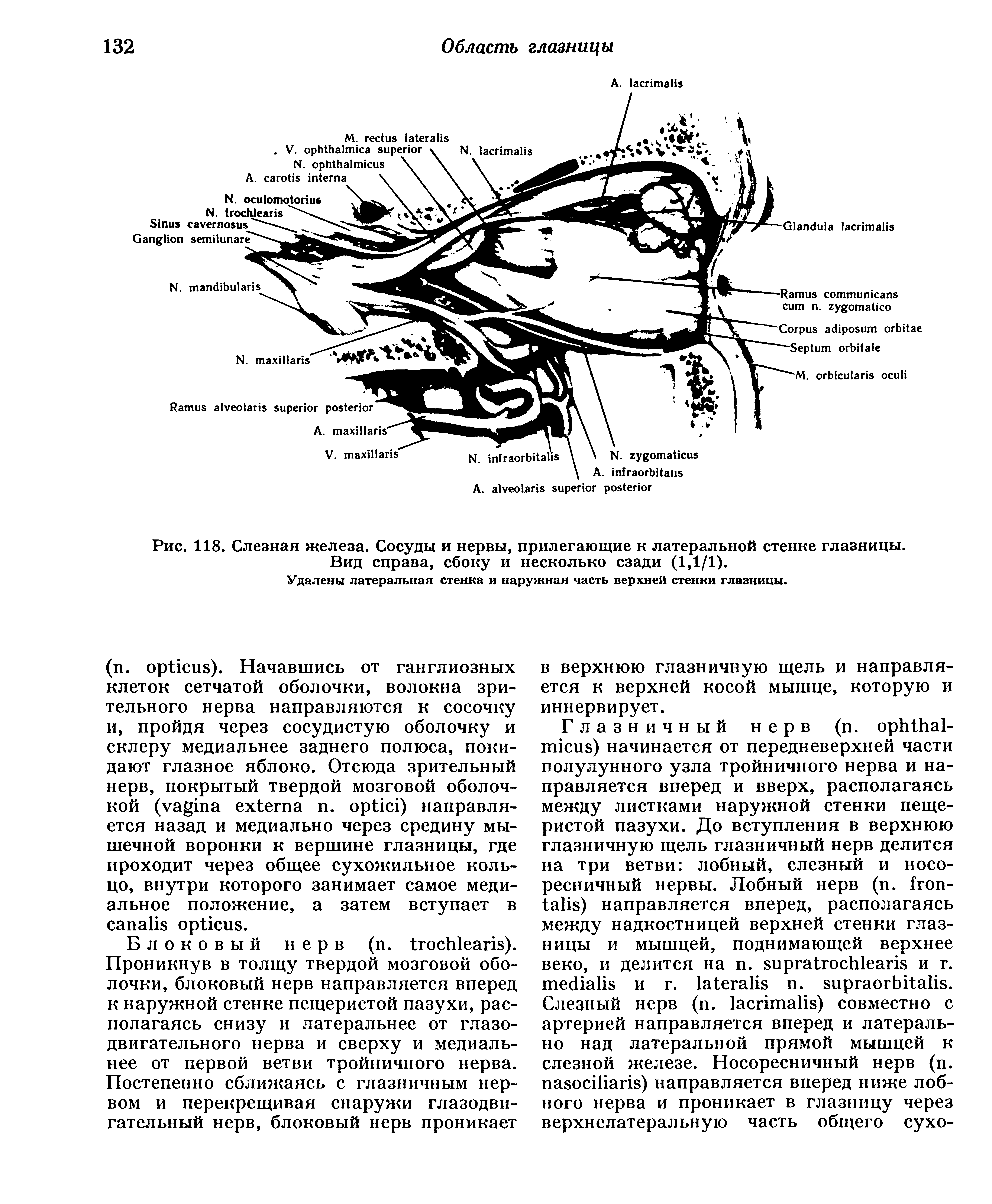 Рис. 118. Слезная железа. Сосуды и нервы, прилегающие к латеральной стенке глазницы. Вид справа, сбоку и несколько сзади (1,1/1).