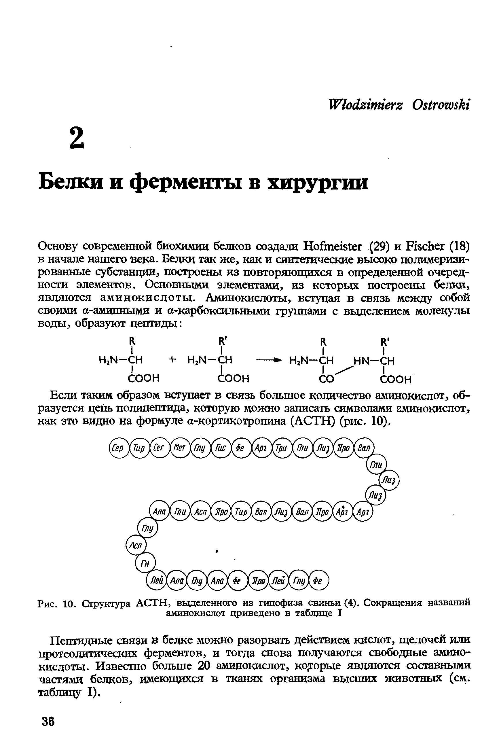 Рис. 10. Структура АСТН, выделенного из гипофиза свиньи (4). Сокращения названий аминокислот приведено в таблице I...