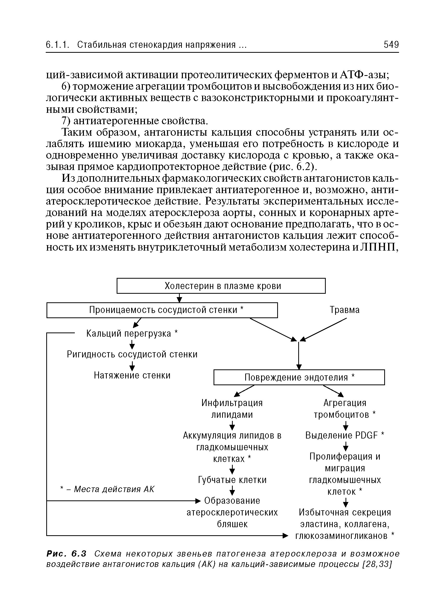 Рис. 6.3 Схема некоторых звеньев патогенеза атеросклероза и возможное воздействие антагонистов кальция (АК) на кальций-зависимые процессы [28,33]...