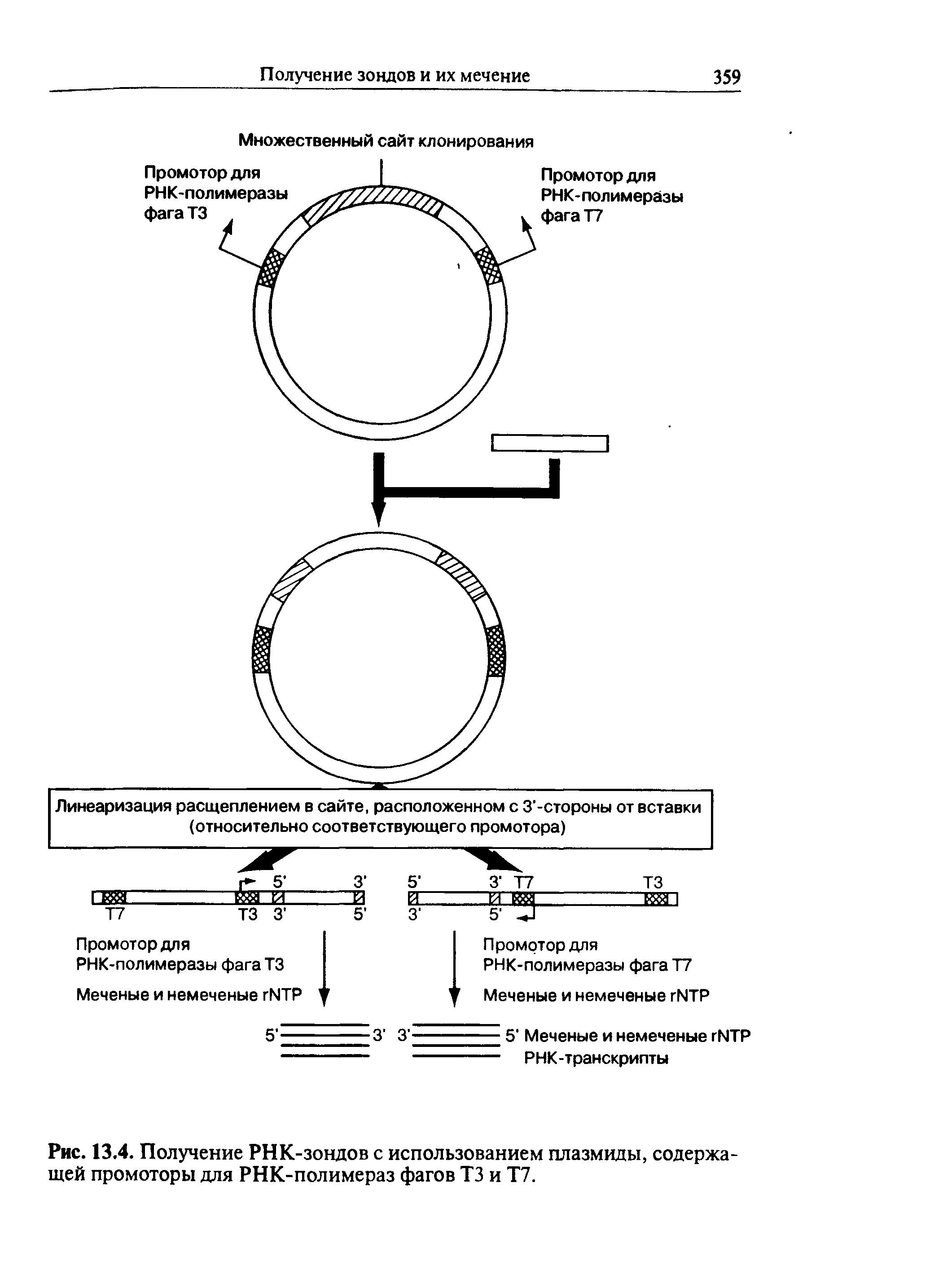 Рис. 13.4. Получение РНК-зондов с использованием плазмиды, содержащей промоторы для РНК-полимераз фагов ТЗ и Т7.