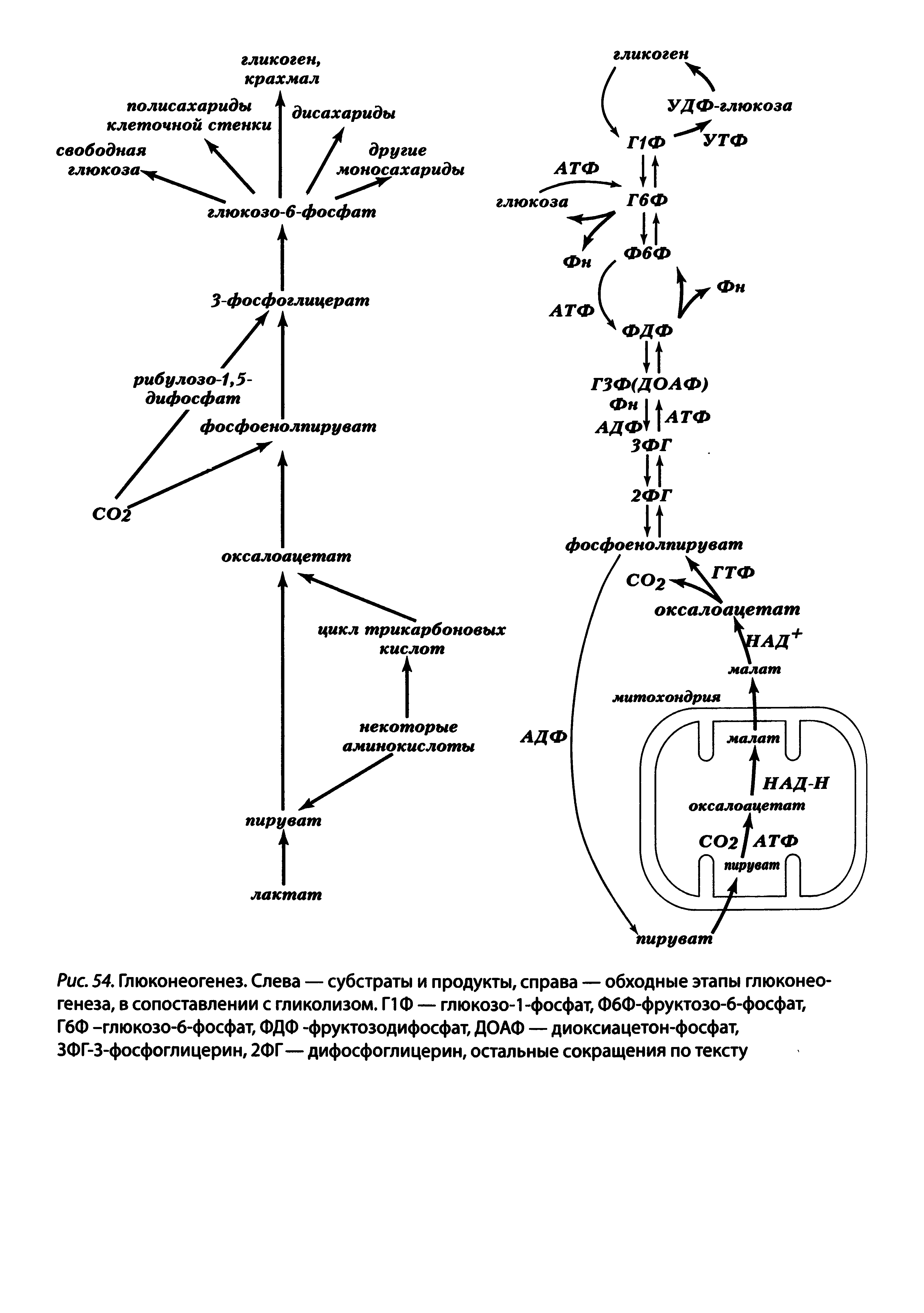Рис. 54. Глюконеогенез. Слева — субстраты и продукты, справа — обходные этапы глюконеогенеза, в сопоставлении с гликолизом. Г1Ф — глюкозо-1 -фосфат, ФбФ-фруктозо-6-фосфат, Г6Ф -глюкозо-б-фосфат, ФДФ -фруктозодифосфат, ДОАФ — диоксиацетон-фосфат, ЗФГ-З-фосфоглицерин, 2ФГ — дифосфоглицерин, остальные сокращения по тексту...