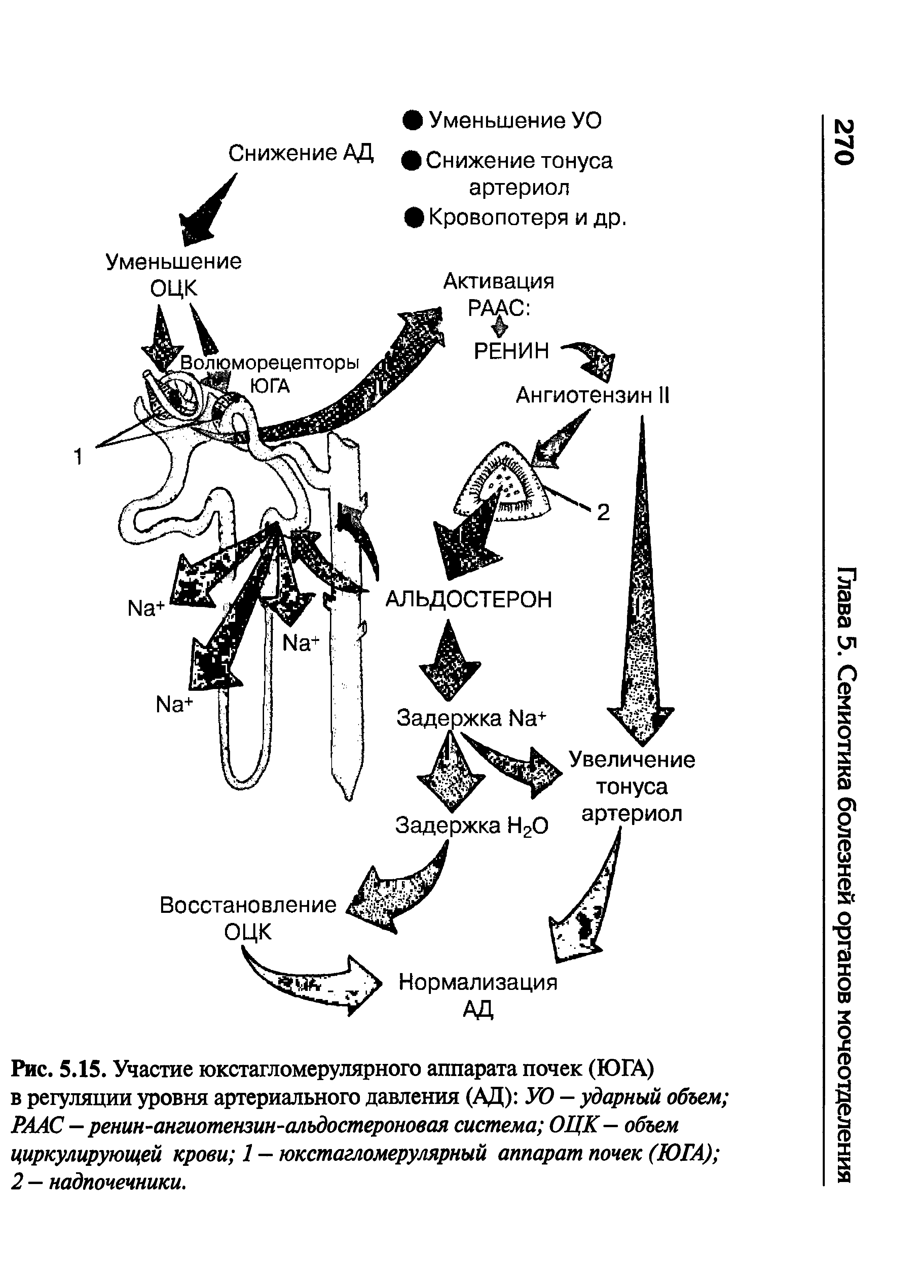 Рис. 5.15. Участие юкстагломерулярного аппарата почек (ЮГА) в регуляции уровня артериального давления (АД) УО — ударный объем РААС - ренин-ангиотензин-алъдостероновая система ОЦК— объем циркулирующей крови 1 - юкстагломерулярный аппарат почек (ЮГА) 2 — надпочечники.
