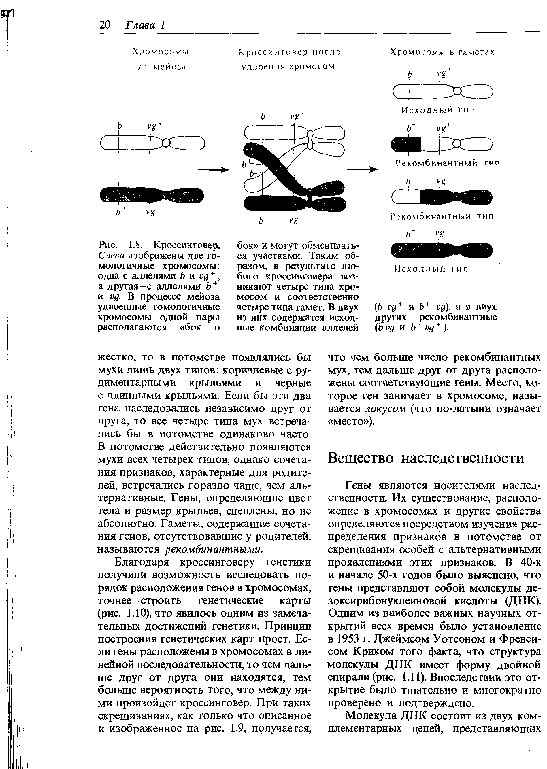 Рис. 1.8. Кроссинговер. Слева изображены две гомологичные хромосомы одна с аллелями Ь и кд +, а другая-с аллелями Ь + и ид. В процессе мейоза удвоенные гомологичные хромосомы одной пары располагаются бок о...