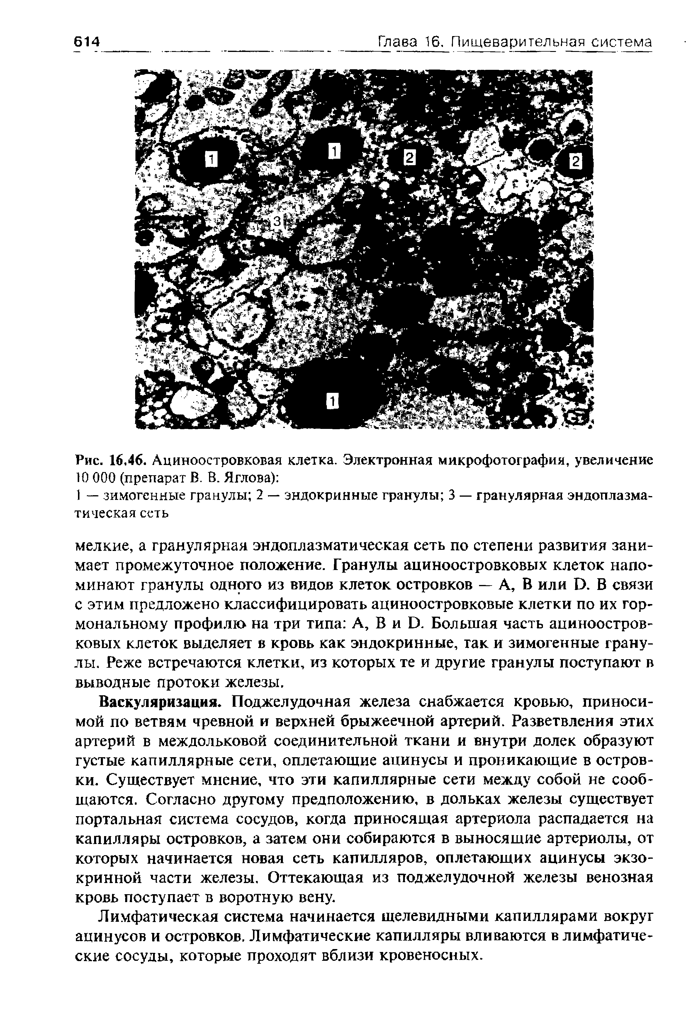 Рис. 16.46. Ациноостровковая клетка. Электронная микрофотография, увеличение 10 000 (препарат В. В. Яглова) ...