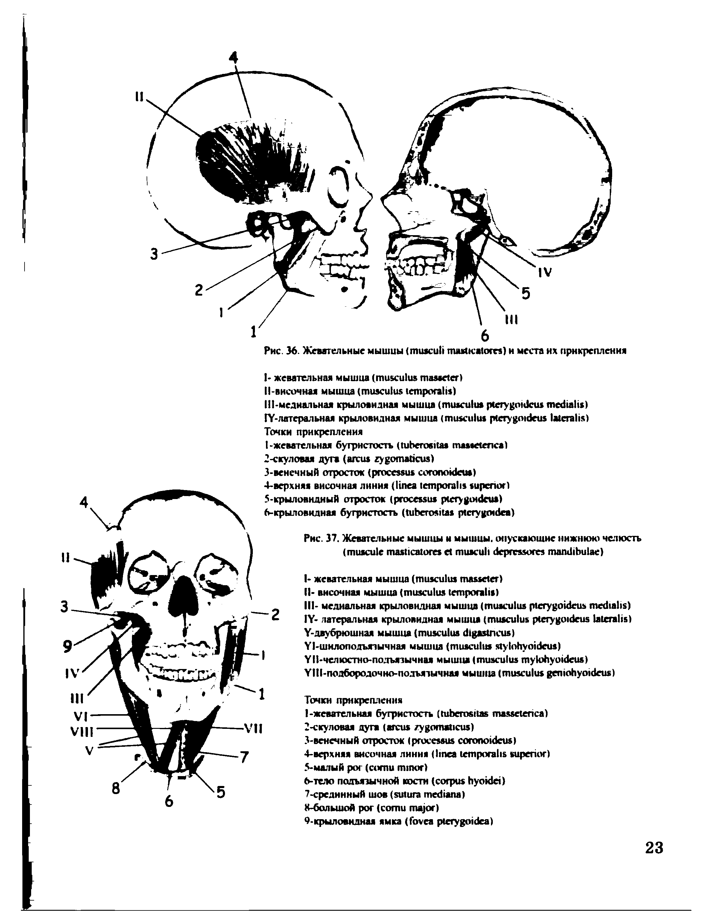 Рис. 37. Жевательные мышцы и мышцы, опускающие нижнюю челюсть ( )...