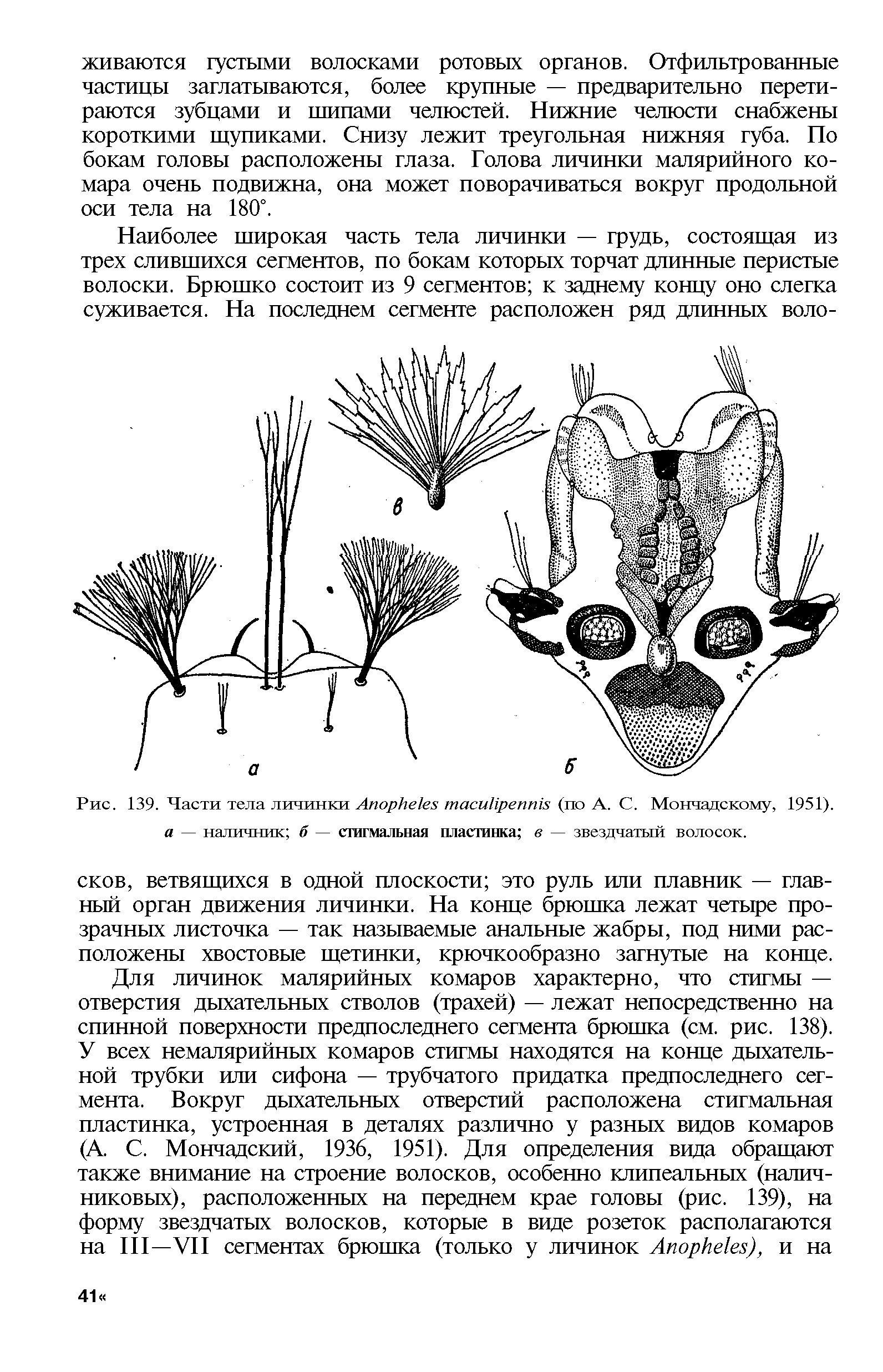 Рис. 139. Части тела личинки A (по А. С. Мончадскому, 1951). а — наличник б — стигмальная пластинка в — звездчатый волосок.