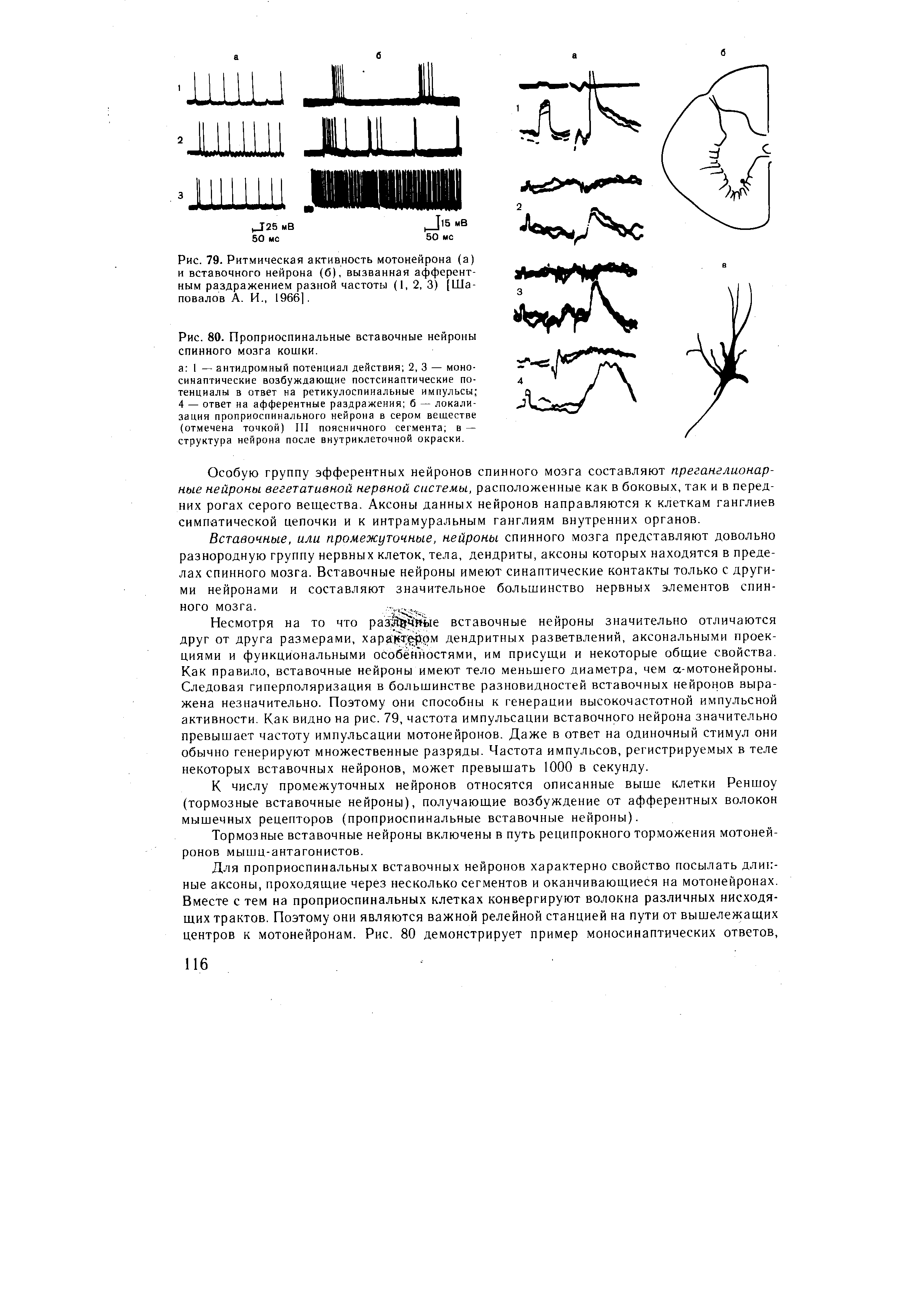 Рис. 79. Ритмическая активность мотонейрона (а) и вставочного нейрона (б), вызванная афферентным раздражением разной частоты (1, 2, 3) [Шаповалов А. И., 1966].