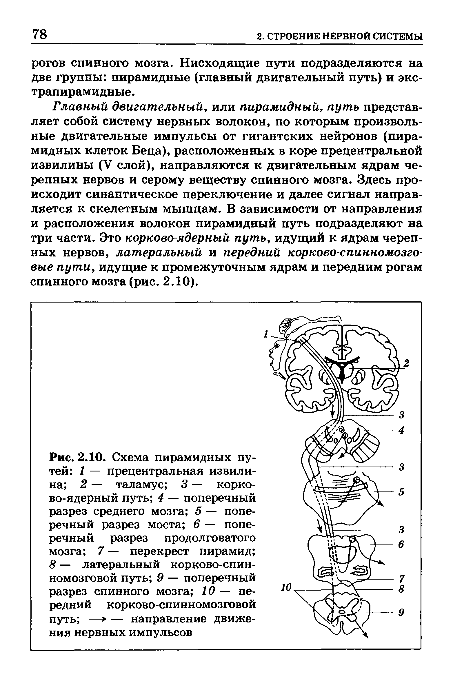 Рис. 2.10. Схема пирамидных путей 1 — прецентральная извилина 2 — таламус 3 — корково-ядерный путь 4 — поперечный разрез среднего мозга 5 — поперечный разрез моста 6 — поперечный разрез продолговатого мозга 7 — перекрест пирамид 8 — латеральный корково-спинномозговой путь 9 — поперечный разрез спинного мозга 10 — передний корково-спинномозговой путь —> — направление движения нервных импульсов...