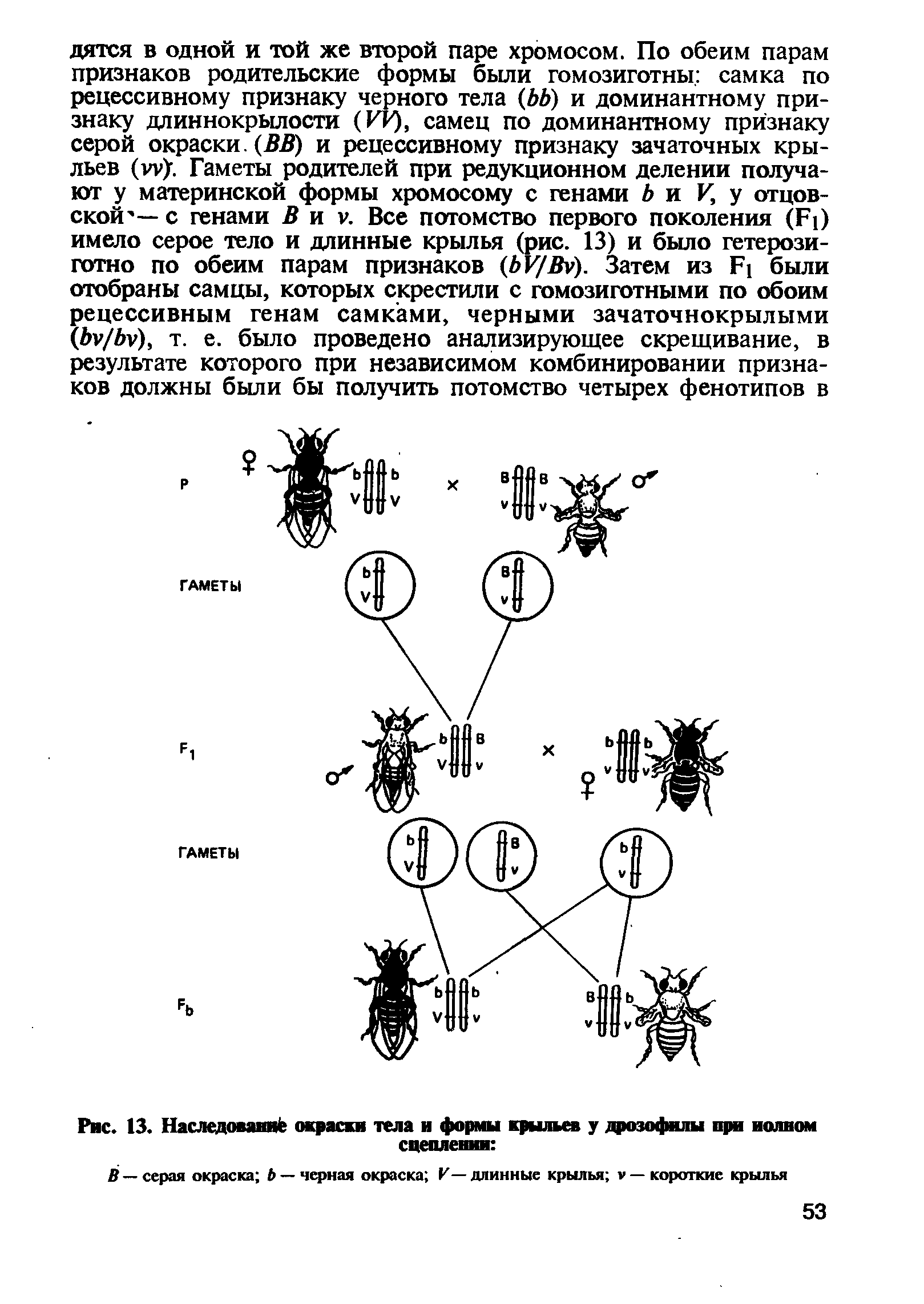 Рис. 13. Наследований окраски тела и формы крыльев у дрозофилы при полном сцеплении ...