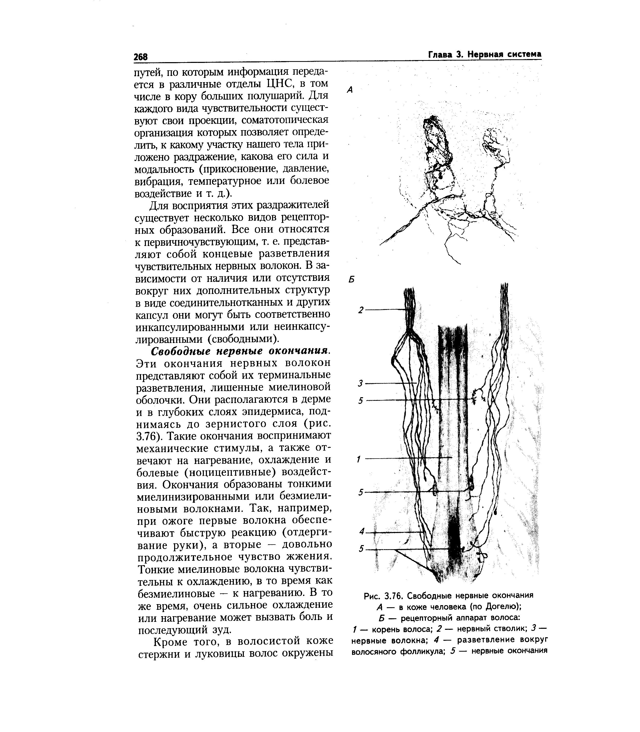 Рис. 3.76. Свободные нервные окончания А — в коже человека (по Догелю) Б — рецепторный аппарат волоса ...