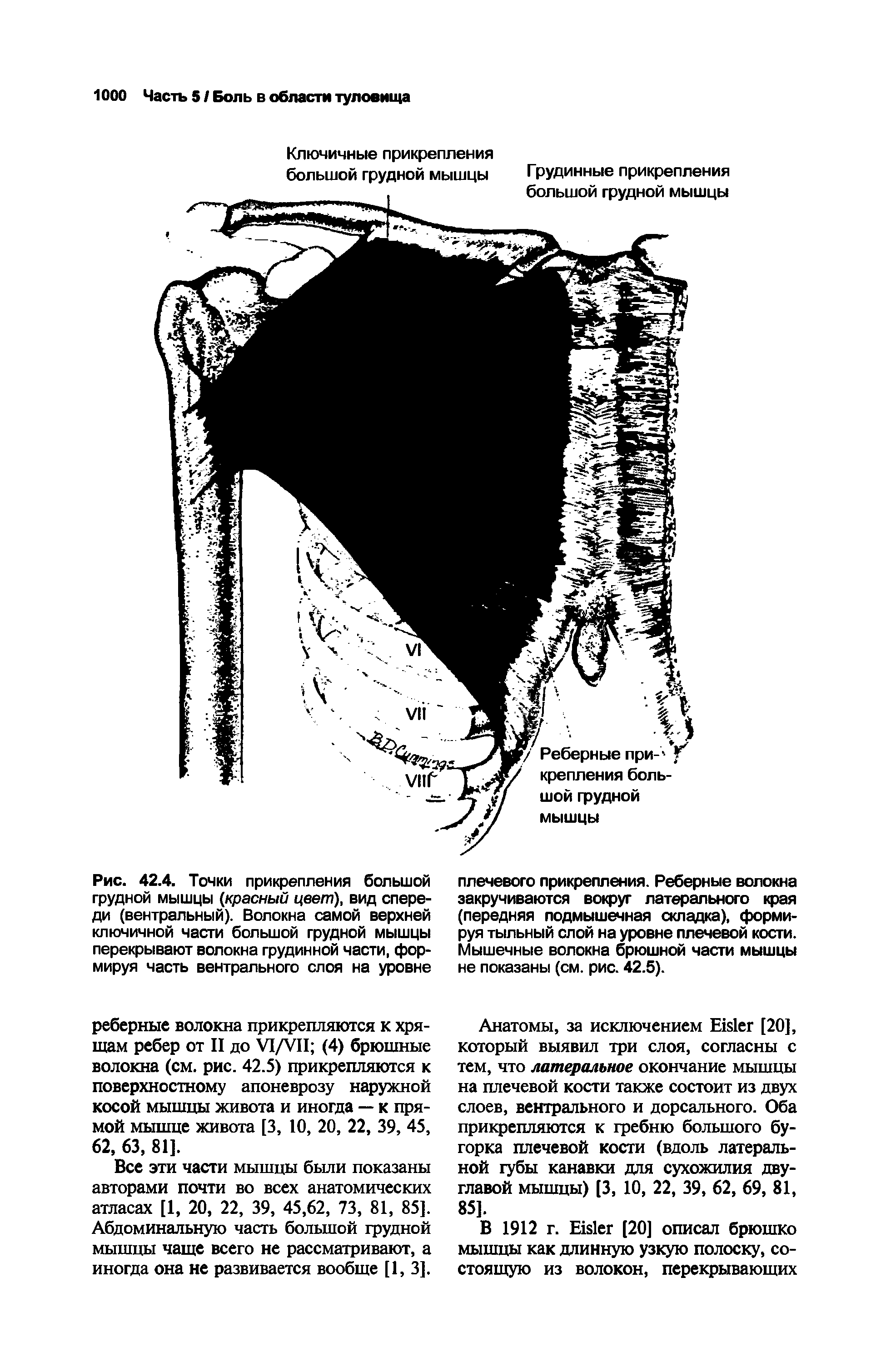 Рис. 42.4. Точки прикрепления большой грудной мышцы (красный цвет), вид спереди (вентральный). Волокна самой верхней ключичной части большой грудной мышцы перекрывают волокна грудинной части, формируя часть вентрального слоя на уровне...