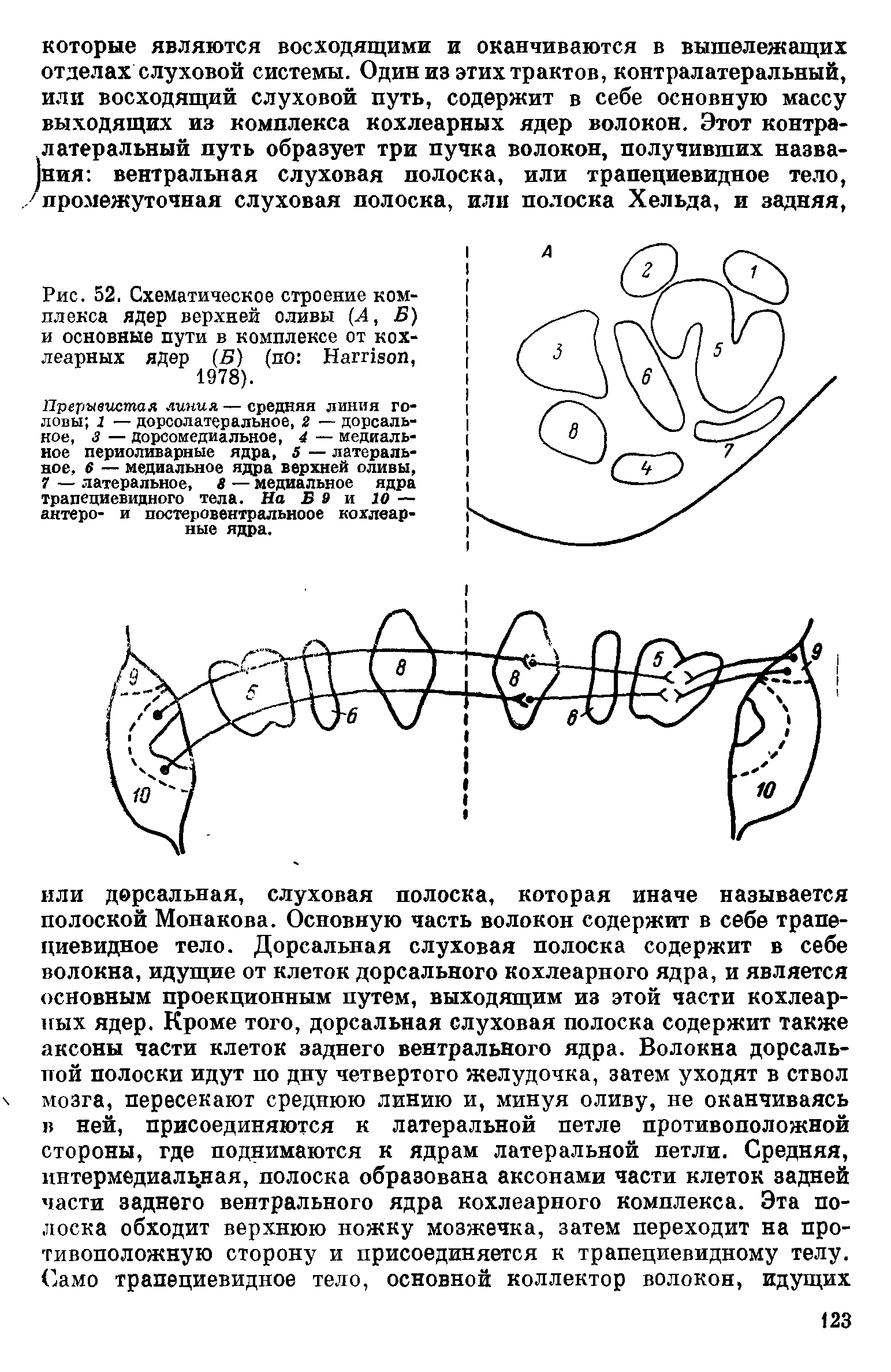 Рис. 52. Схематическое строение комплекса ядер верхней оливы (Л, Б) и основные пути в комплексе от кохлеарных ядер (Б) (по H , 1978).