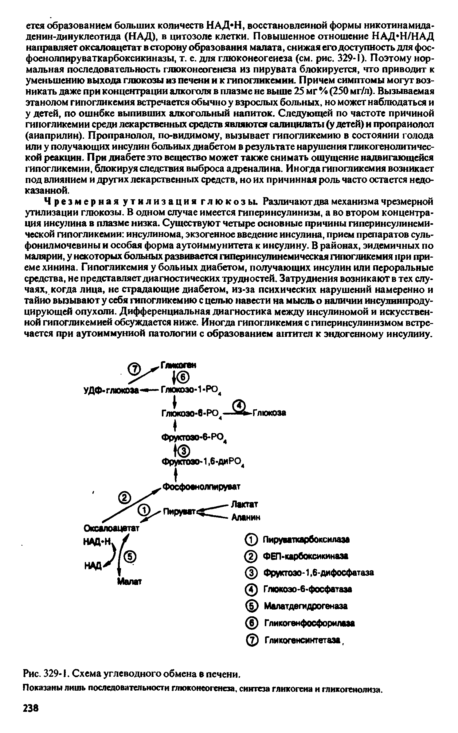 Рис. 329-1. Схема углеводного обмена в печени. Показаны лишь последовательности глюконеогенеза, синтеза гликогена и гликогенолиза.