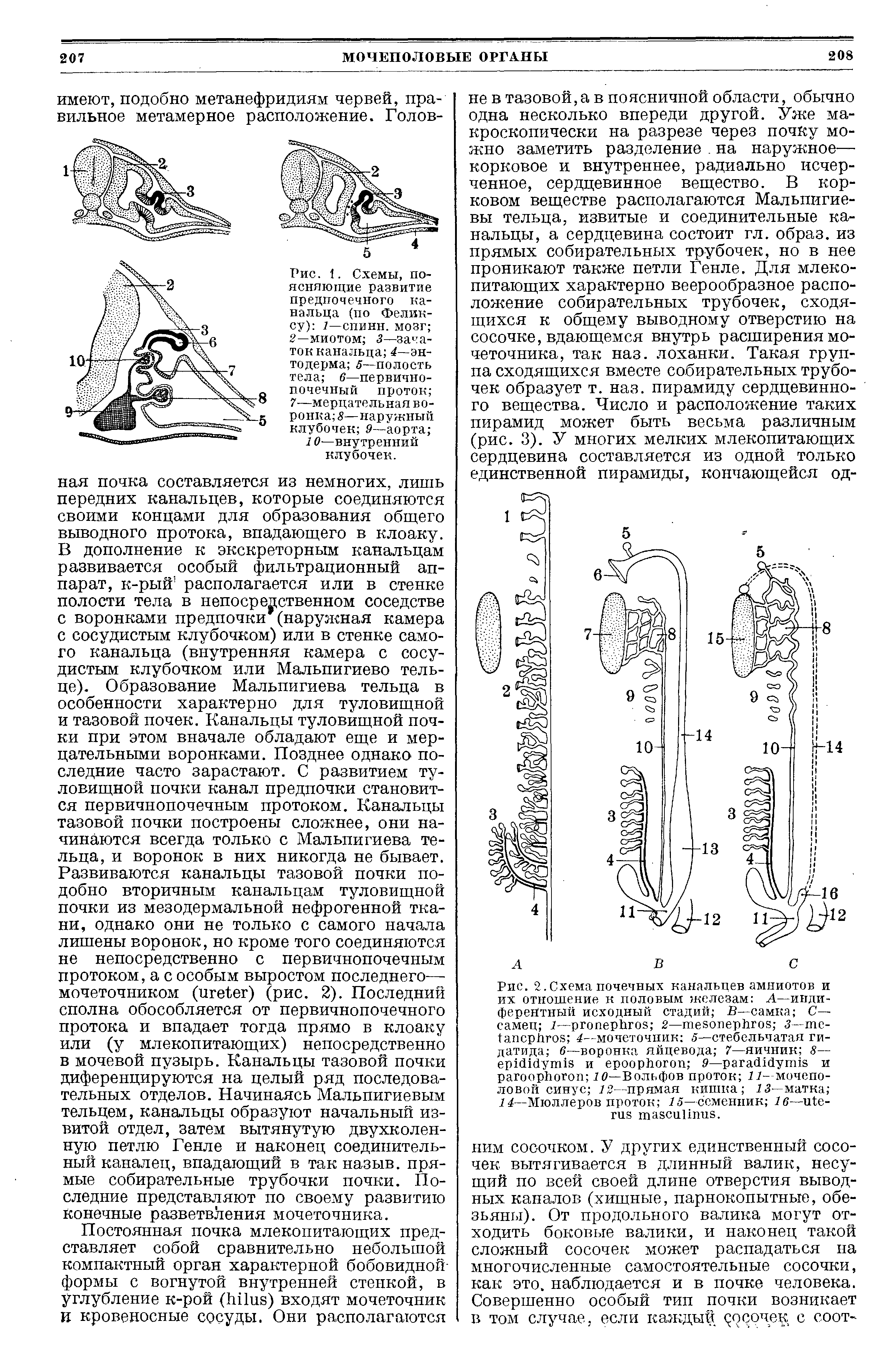 Рис. 1. Схемы, поясняющие развитие предпочечного канальца (по Феликсу) 1—спинн. мозг 2—миотом 3—зачаток канальца 4—энтодерма 5—полость тела 6—первичнопочечный проток 7-—мерцательная воронка —наружный клубочек 9—аорта ...