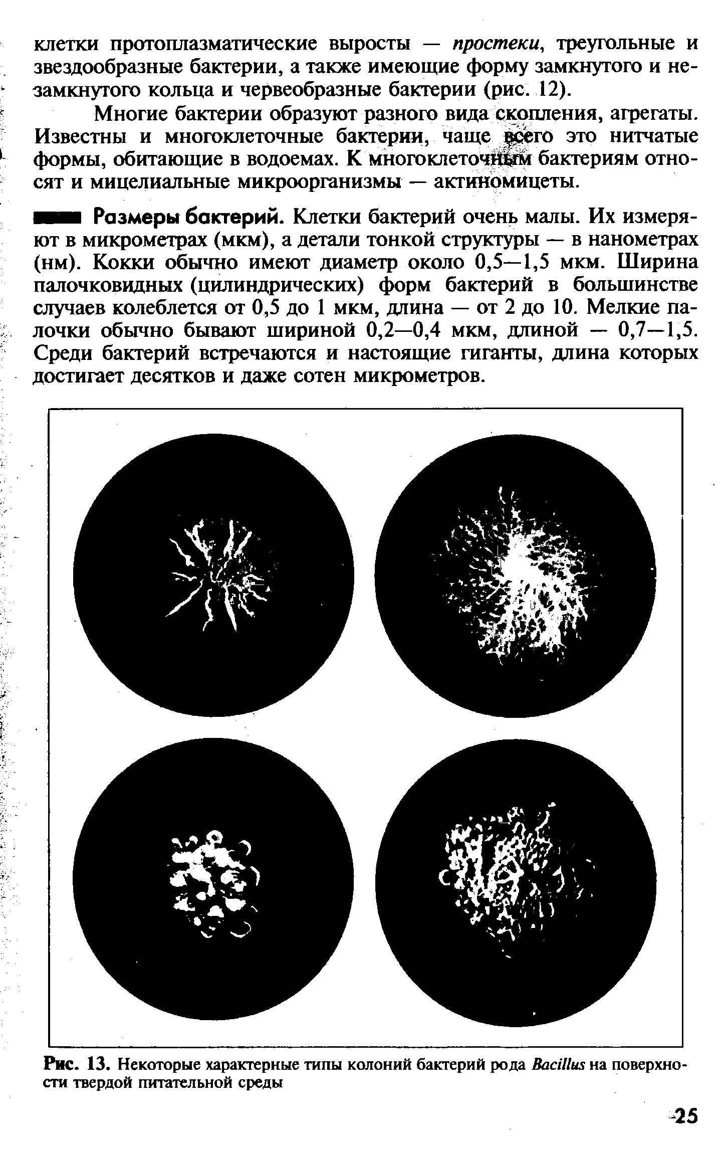 Рис. 13. Некоторые характерные типы колоний бактерий рода B на поверхности твердой питательной среды...