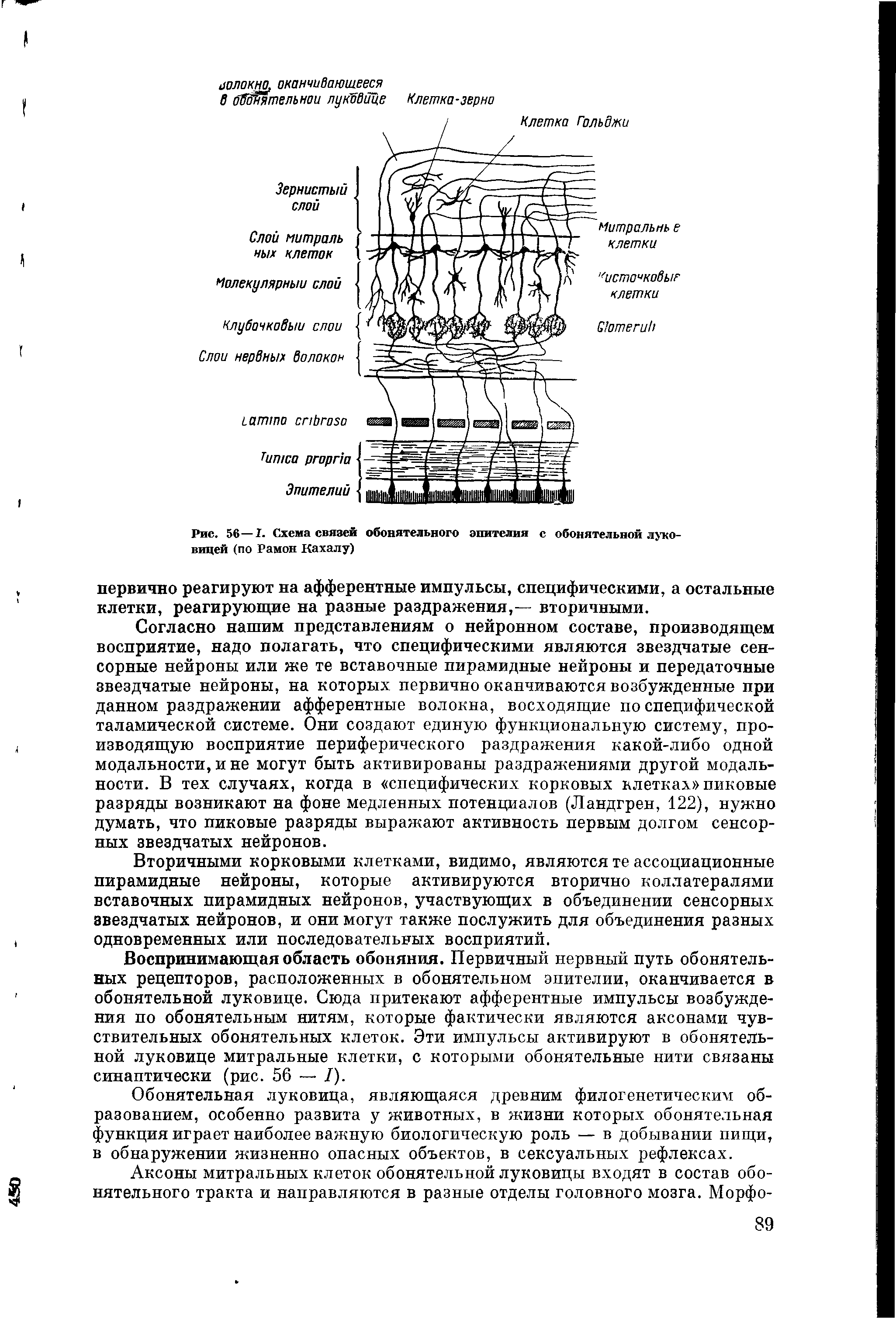 Рис. 56—I. Схема связей обонятельного эпителия с обонятельной луковицей (по Рамон Кахалу)...