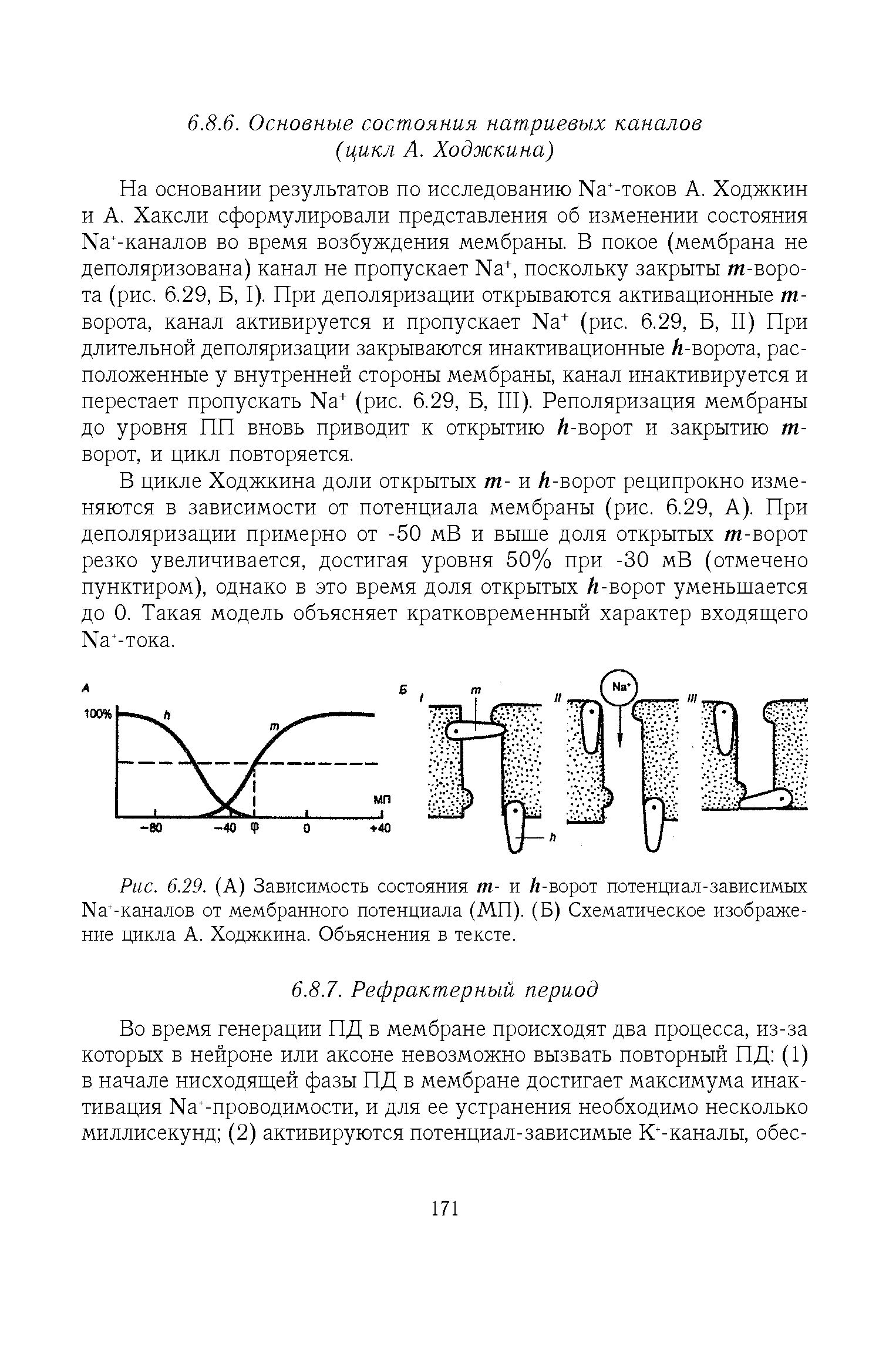 Рис. 6.29. (А) Зависимость состояния т- и Л-ворот потенциал-зависимых Иа -каналов от мембранного потенциала (МП). (Б) Схематическое изображение цикла А. Ходжкина. Объяснения в тексте.
