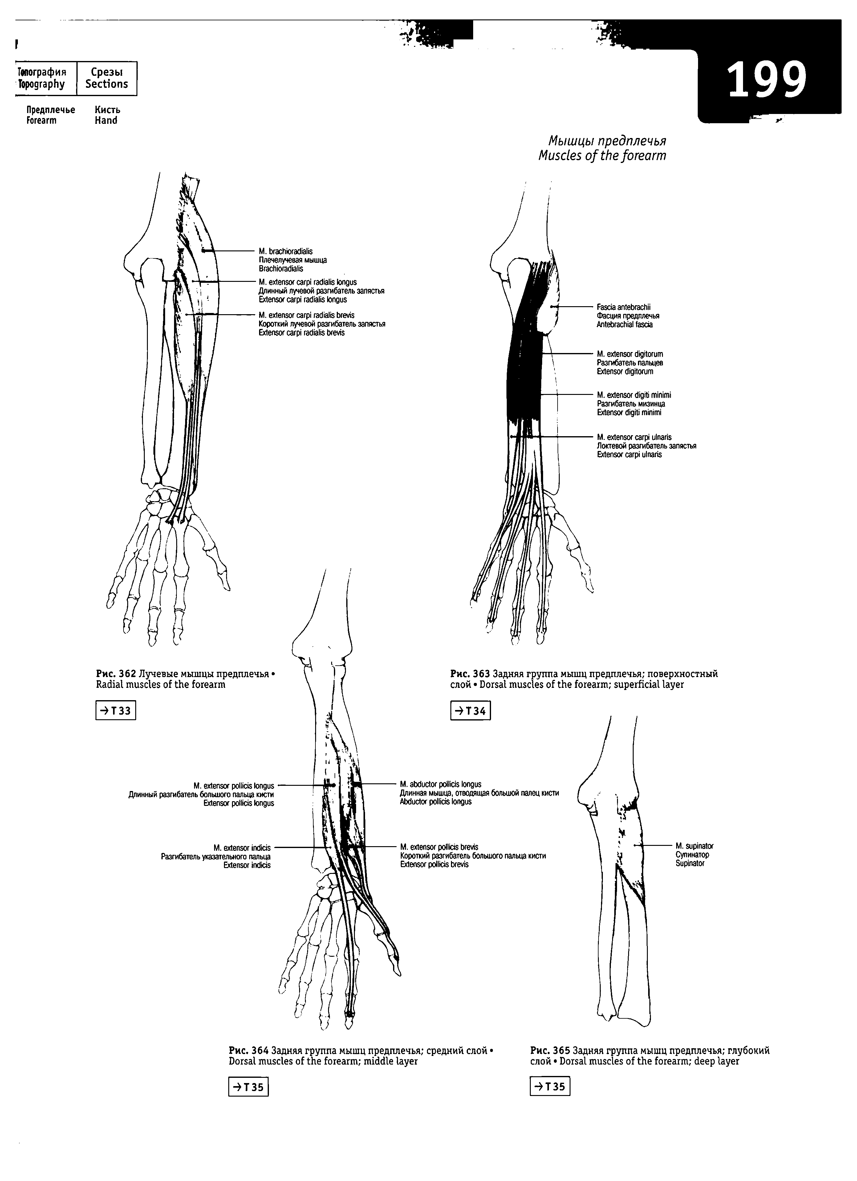 Рис. 365 Задняя группа мышц предплечья глубокий слой D ...