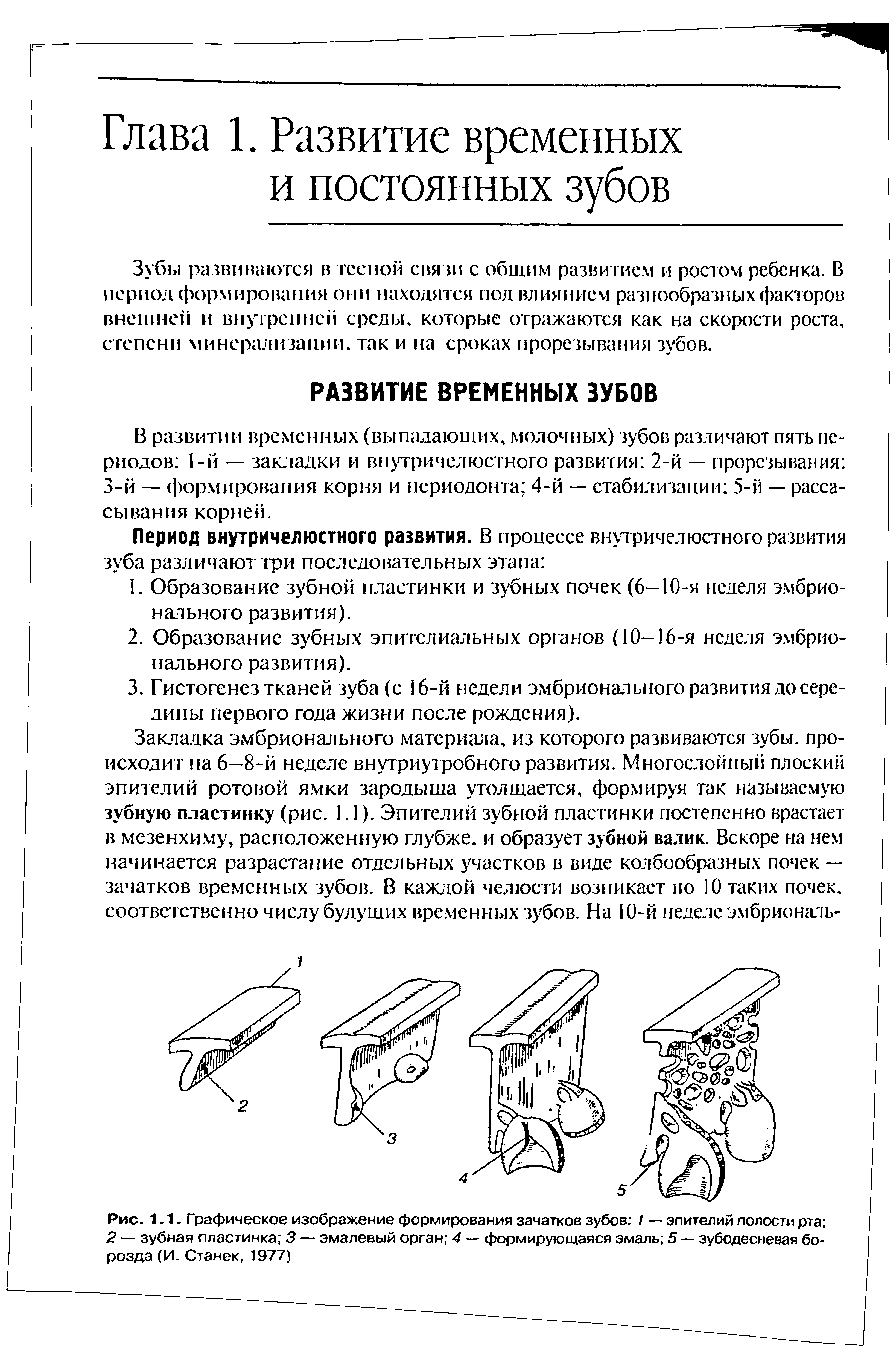 Рис. 1.1. Графическое изображение формирования зачатков зубов 1 — эпителий полости рта ...