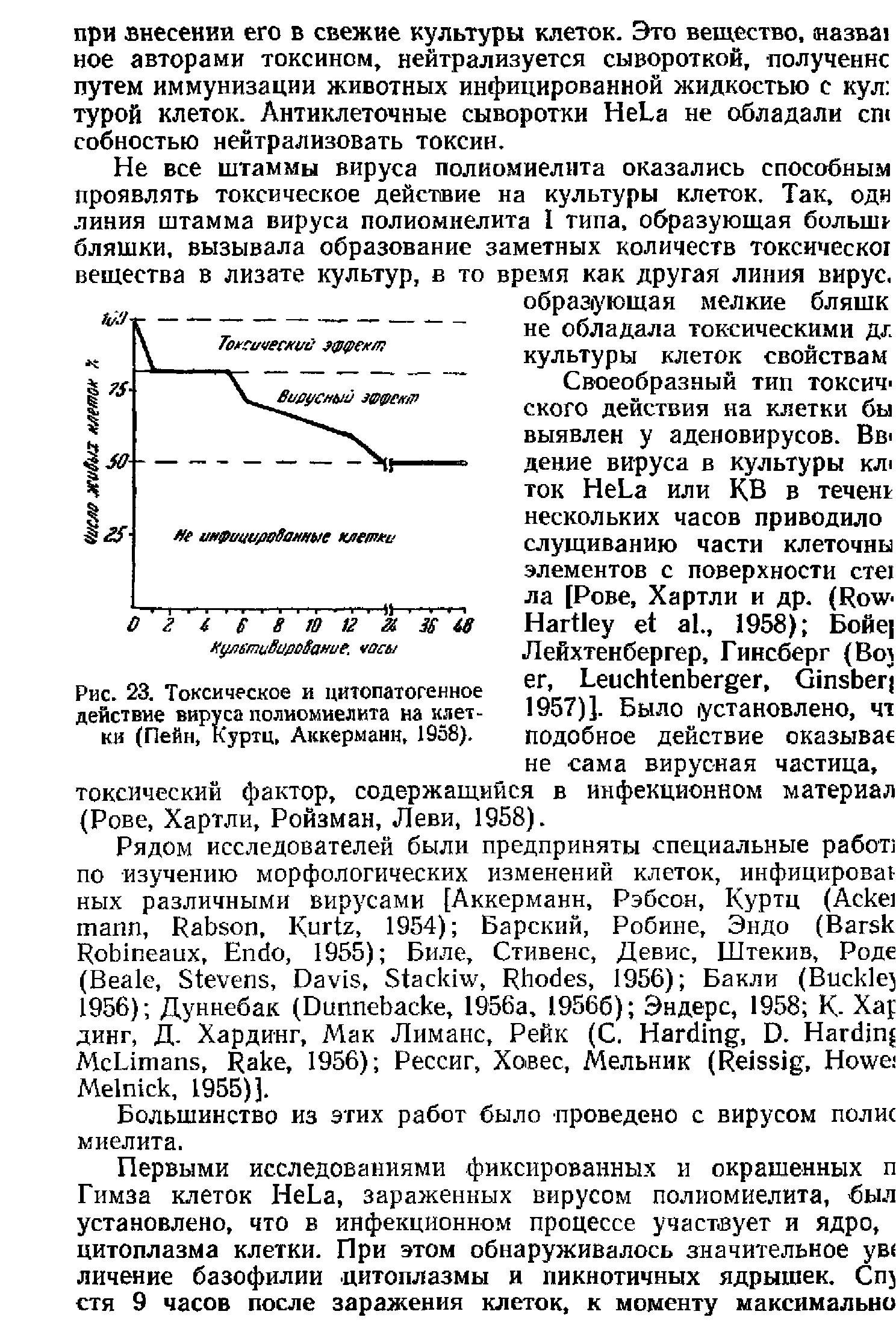 Рис. 23. Токсическое и цитопатогенное действие вируса полиомиелита на клетки (Пейн, Куртц, Аккерманн, 1958).