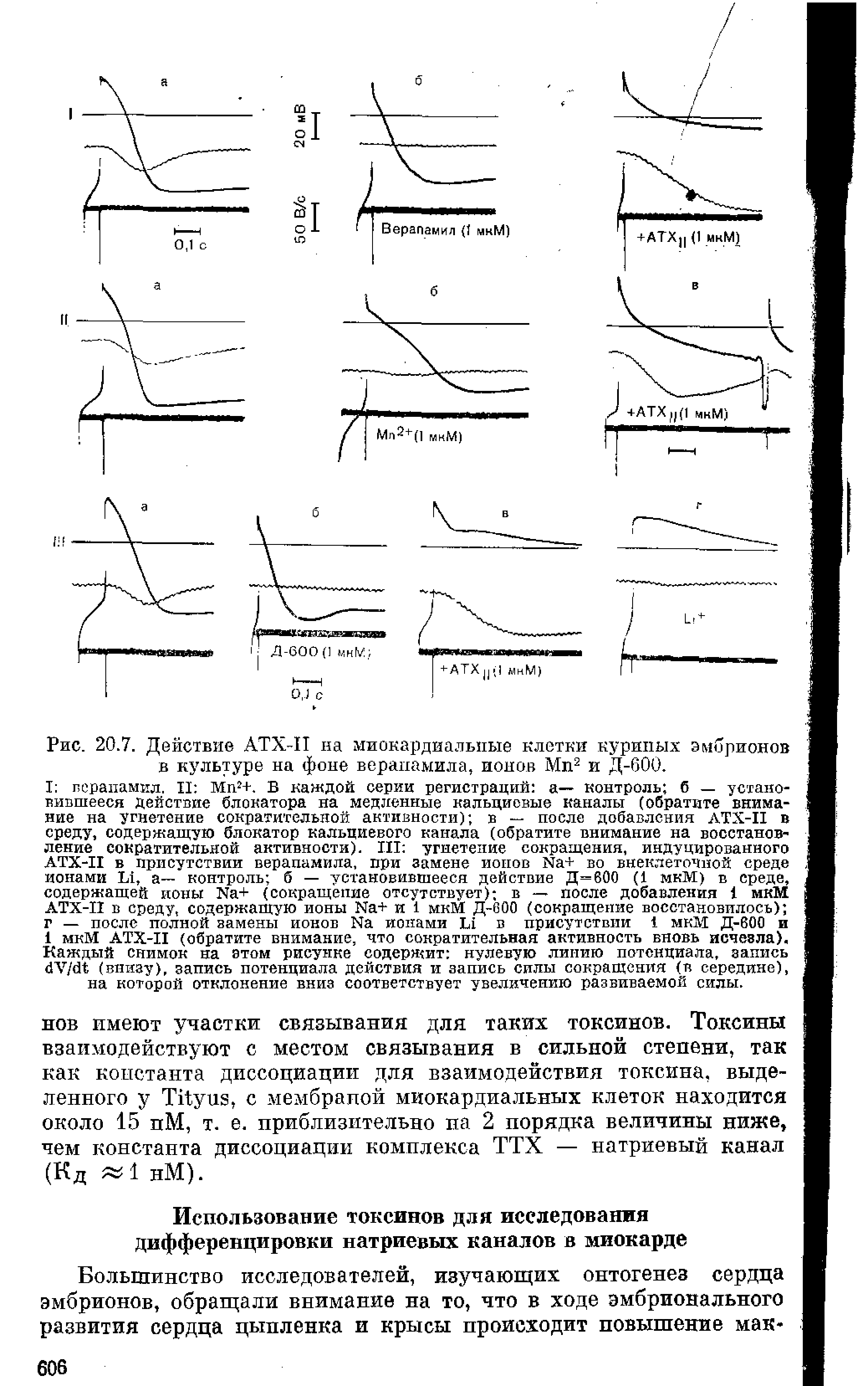 Рис. 20.7. Действие АТХ-П на миокардиальные клетки куриных эмбрионов в культуре на фоне верапамила, ионов Мп2 и Д-600.