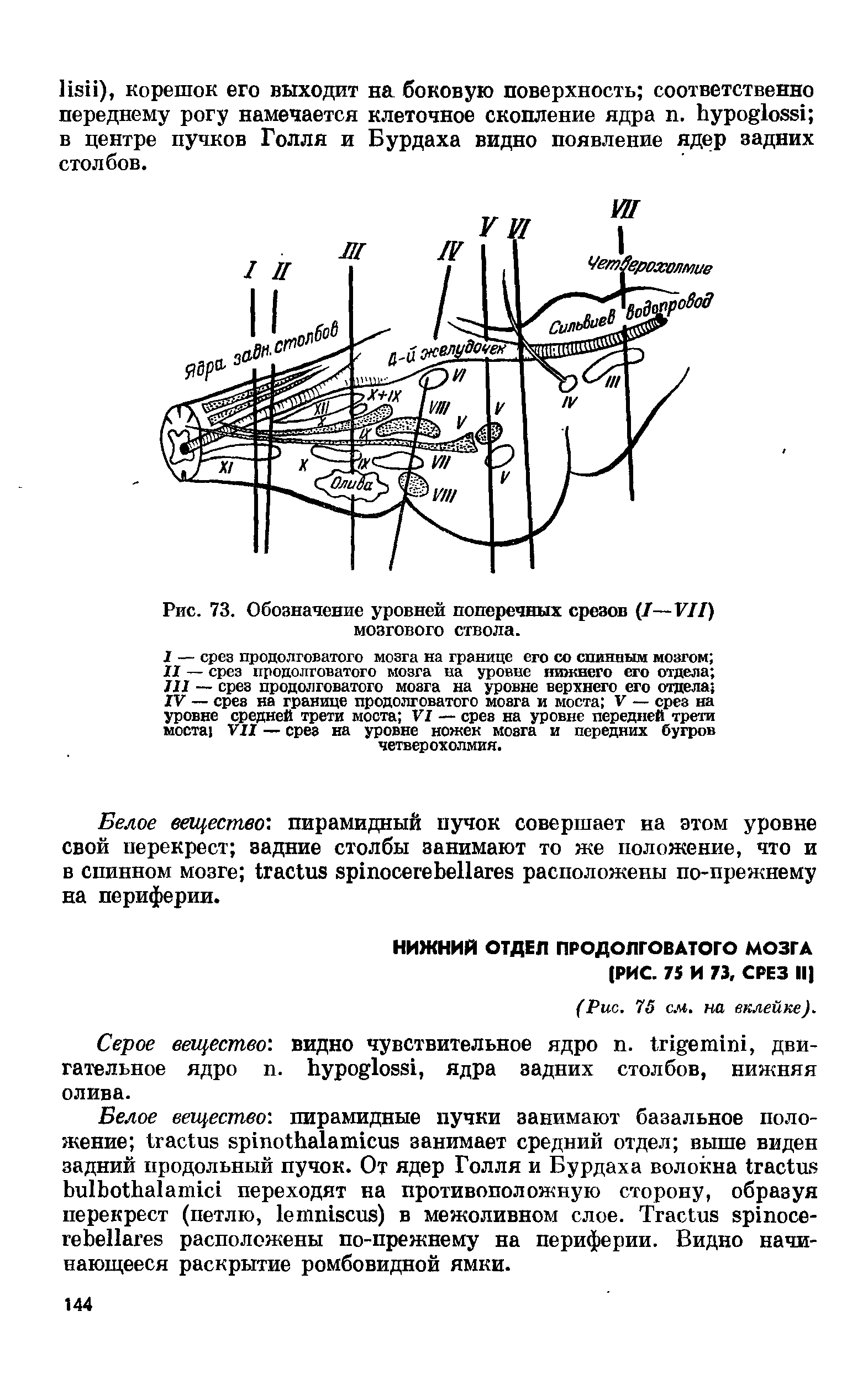 Рис. 73. Обозначение уровней поперечных срезов (7—VII) мозгового ствола.