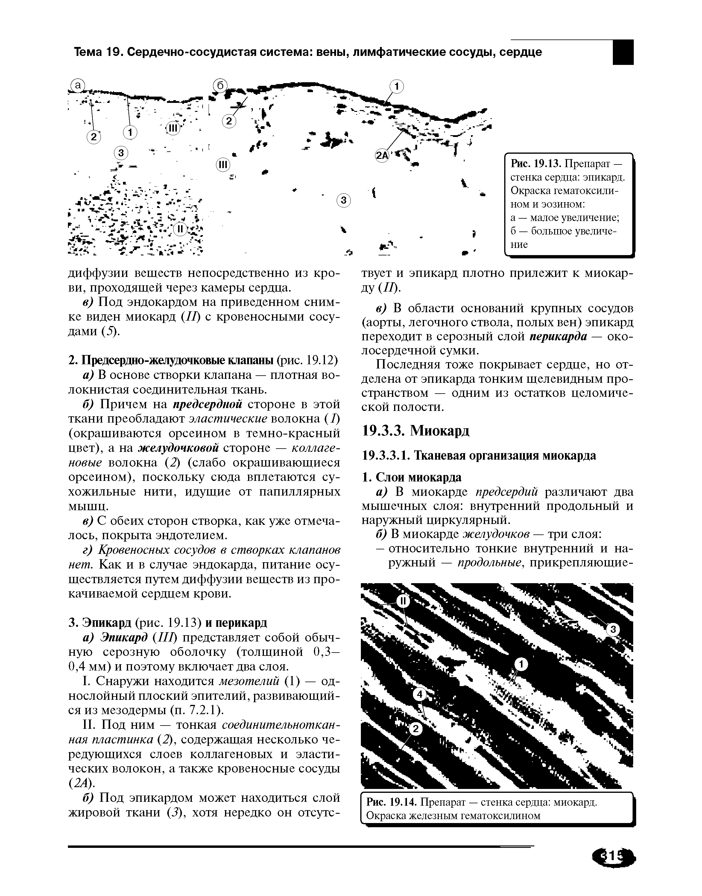 Рис. 19.13. Препарат — стенка сердца эпикард. Окраска гематоксилином и эозином ...
