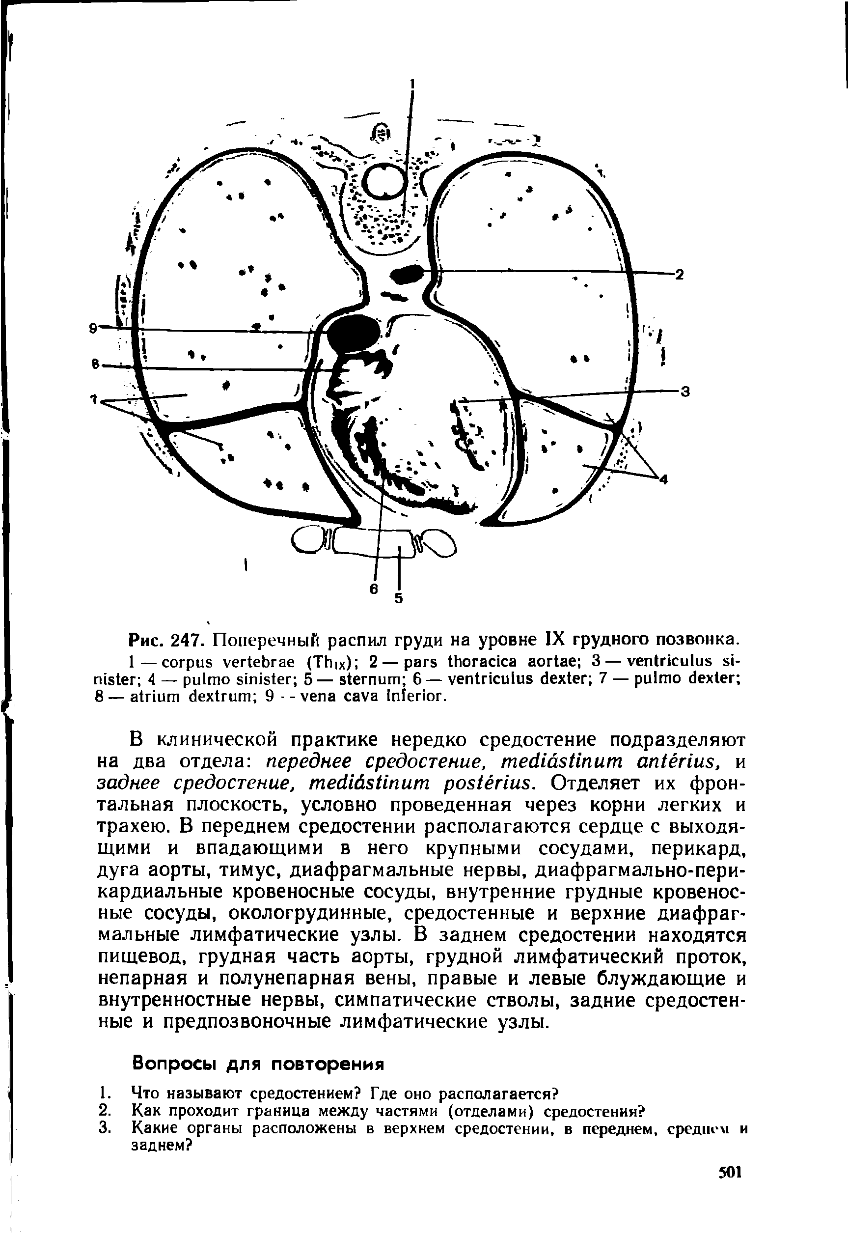 Поперечный распил грудной полости схема