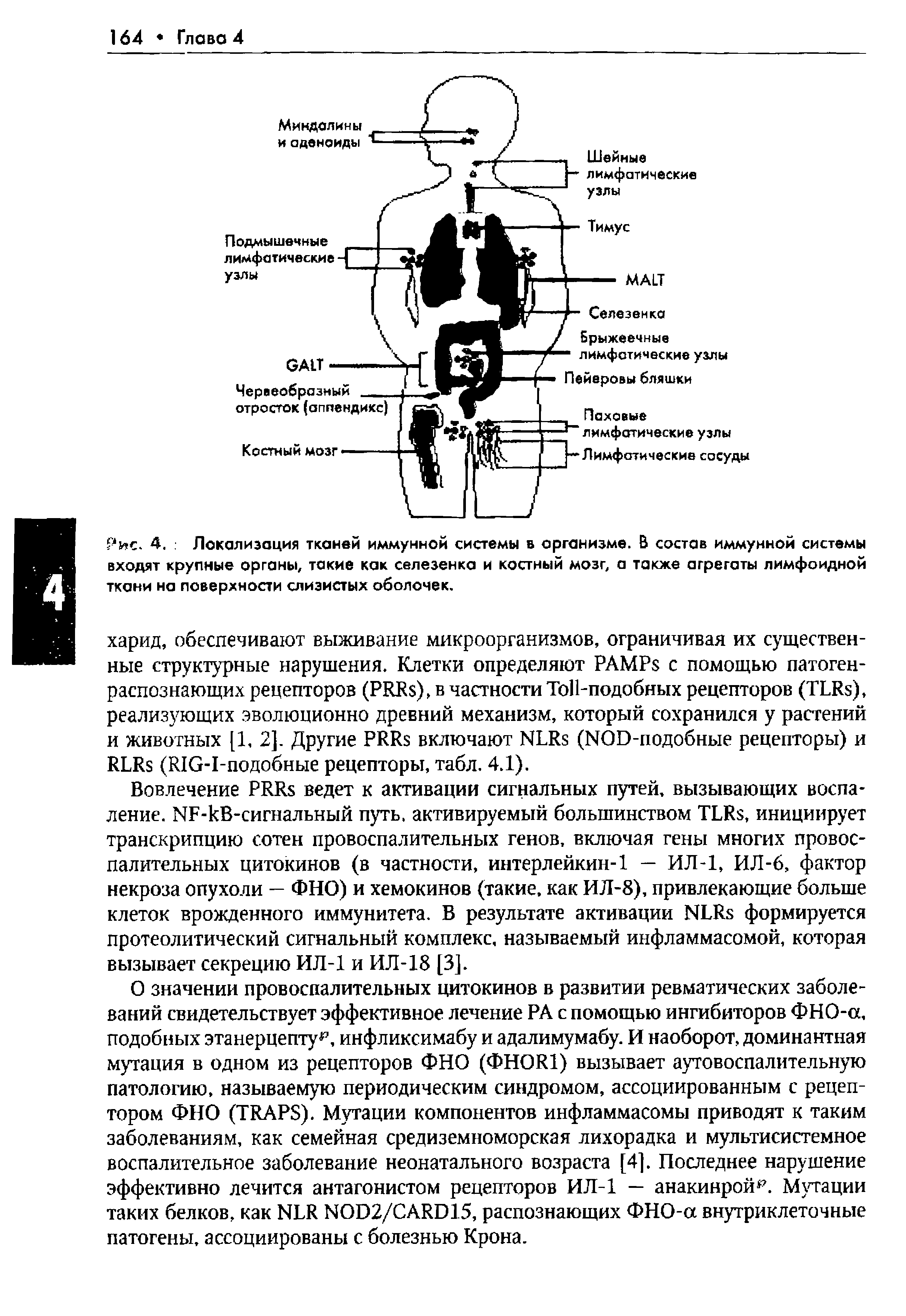 Рис. 4. Локализация тканей иммунной системы в организме. В состав иммунной системы входят крупные органы, такие как селезенка и костный мозг, а также агрегаты лимфоидной ткани на поверхности слизистых оболочек.