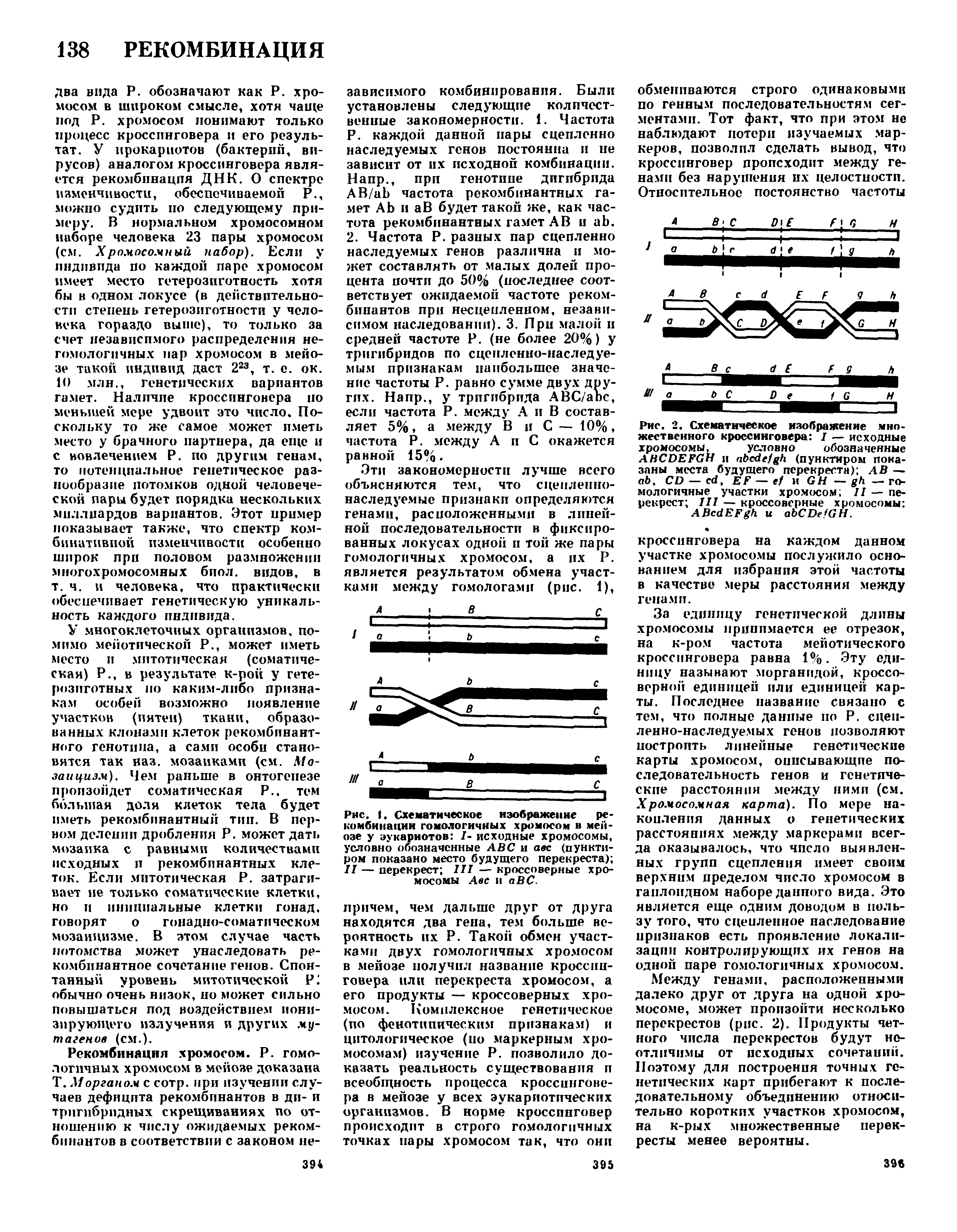 Рис. 1. Схематическое изображение рекомбинации гомологичных хромосом в мейозе у эукариотов I- исходные хромосомы, условно обозначенные АВС и авс (пунктиром показано место будущего перекреста) II — перекрест III — кроссоверные хромосомы Авс и аВС.