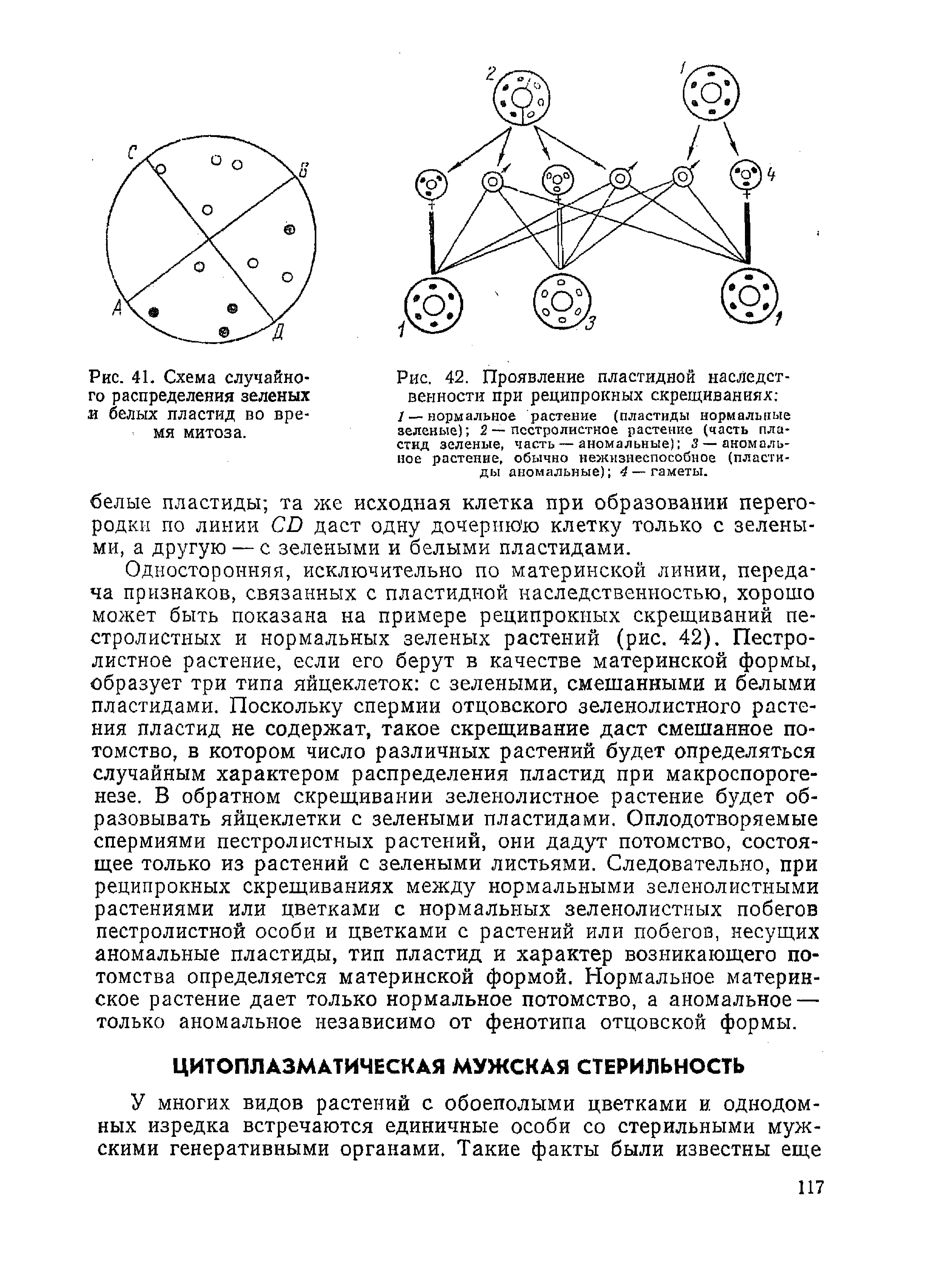 Рис. 42. Проявление пластидной наследственности при реципрокных скрещиваниях 1 — нормальное растение (пластиды нормальные зеленые) 2 — пестролистное растение (часть пластид зеленые, часть — аномальные) 3 — аномальное растение, обычно нежизнеспособное (пластиды аномальные) 4 — гаметы.