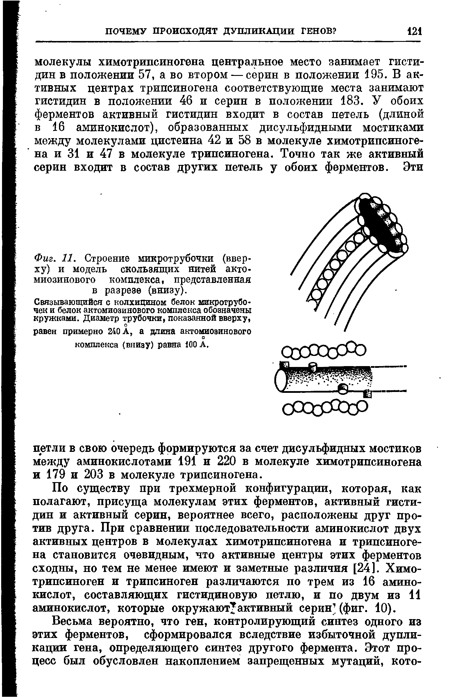 Фиг. 11. Строение микротрубочки (вверху) и модель скользящих нитей актомиозинового комплекса, представленная в разрезе (внизу).