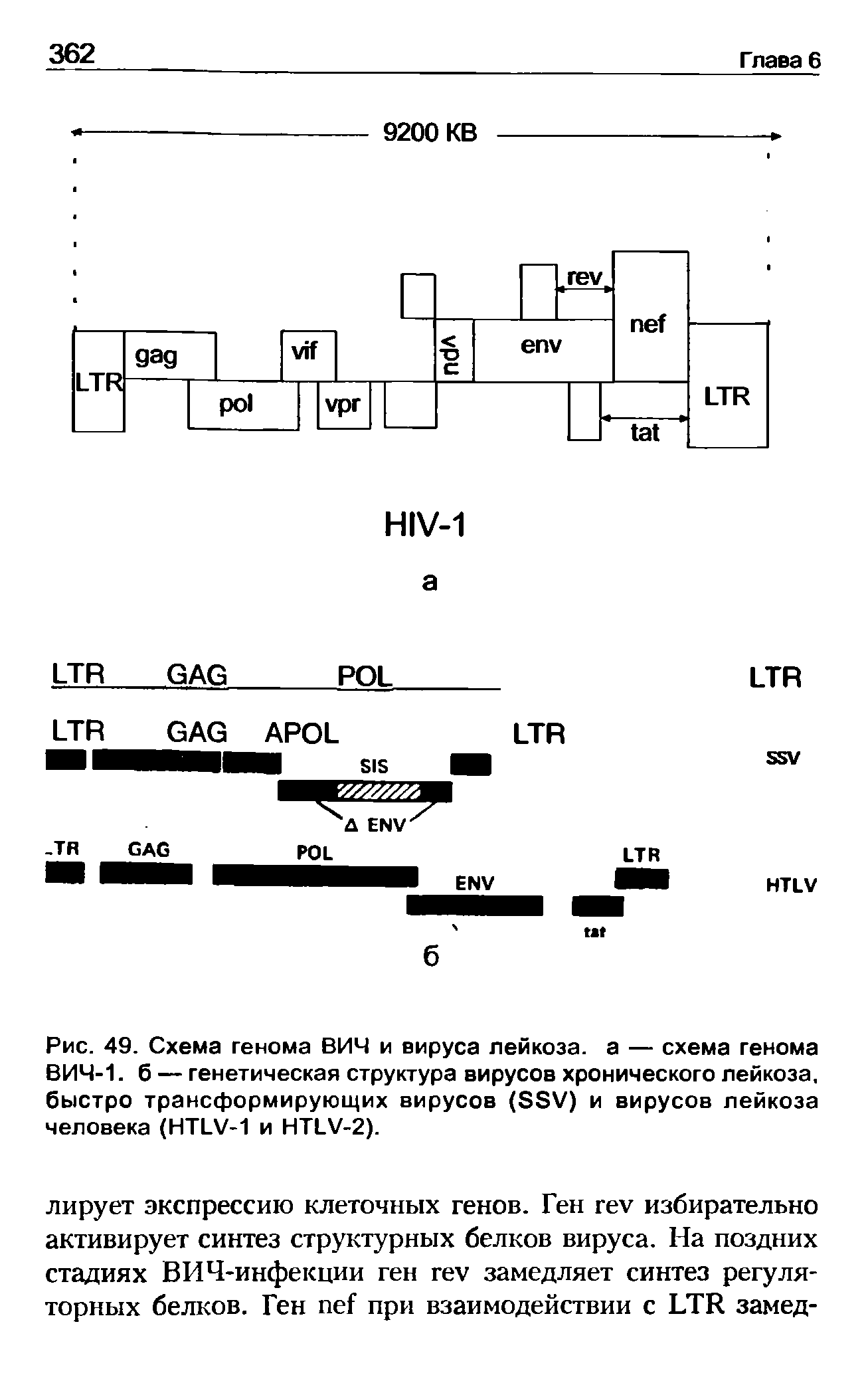 Рис. 49. Схема генома ВИЧ и вируса лейкоза, а — схема генома ВИЧ-1. 6 — генетическая структура вирусов хронического лейкоза, быстро трансформирующих вирусов (SSV) и вирусов лейкоза человека (HTLV-1 и HTLV-2).