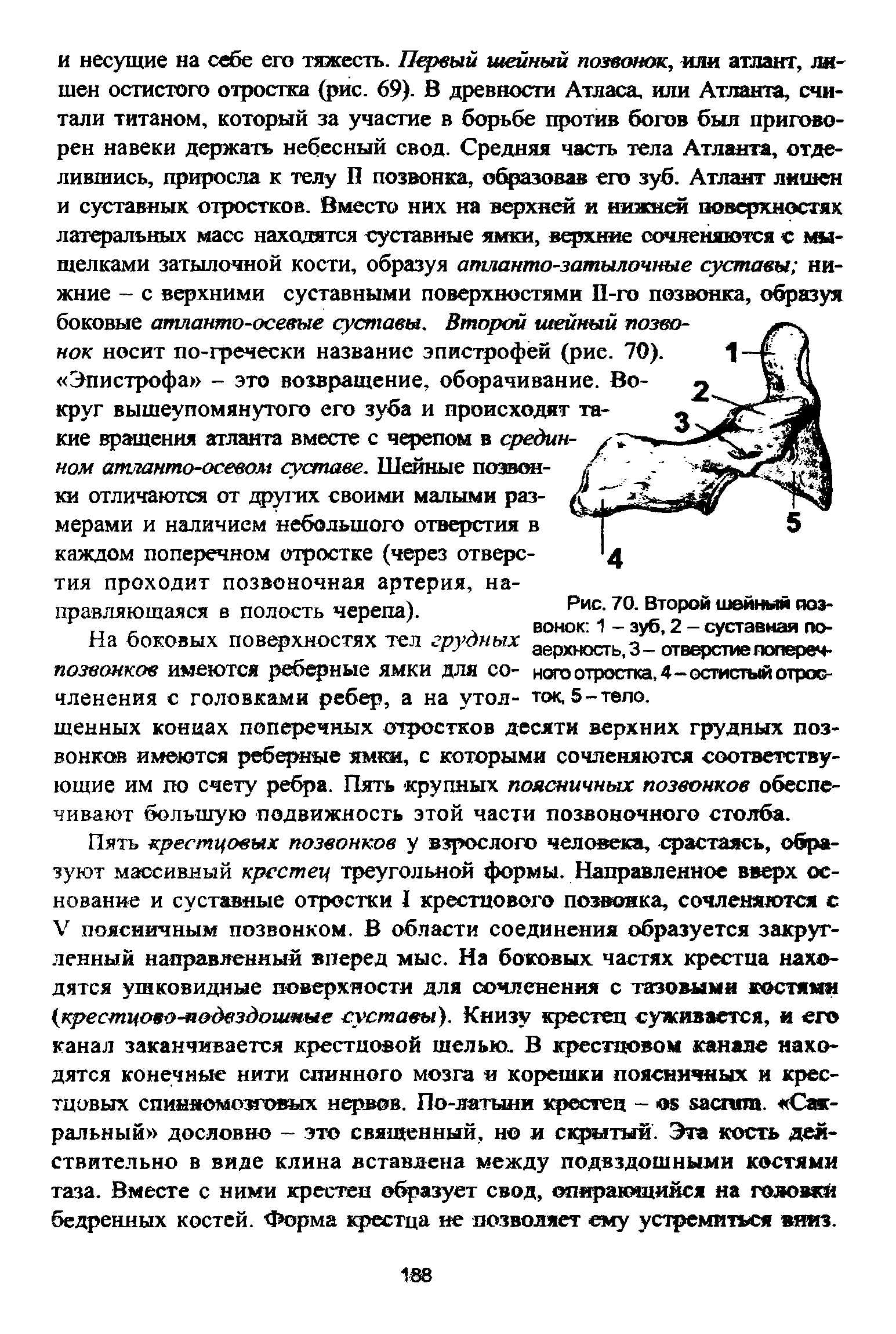 Рис. 70. Второй шейный позвонок 1 - зуб, 2 - суставная поверхность, 3- отверстие поперечного отростка, 4 - остистый отросток, 5 - тело.