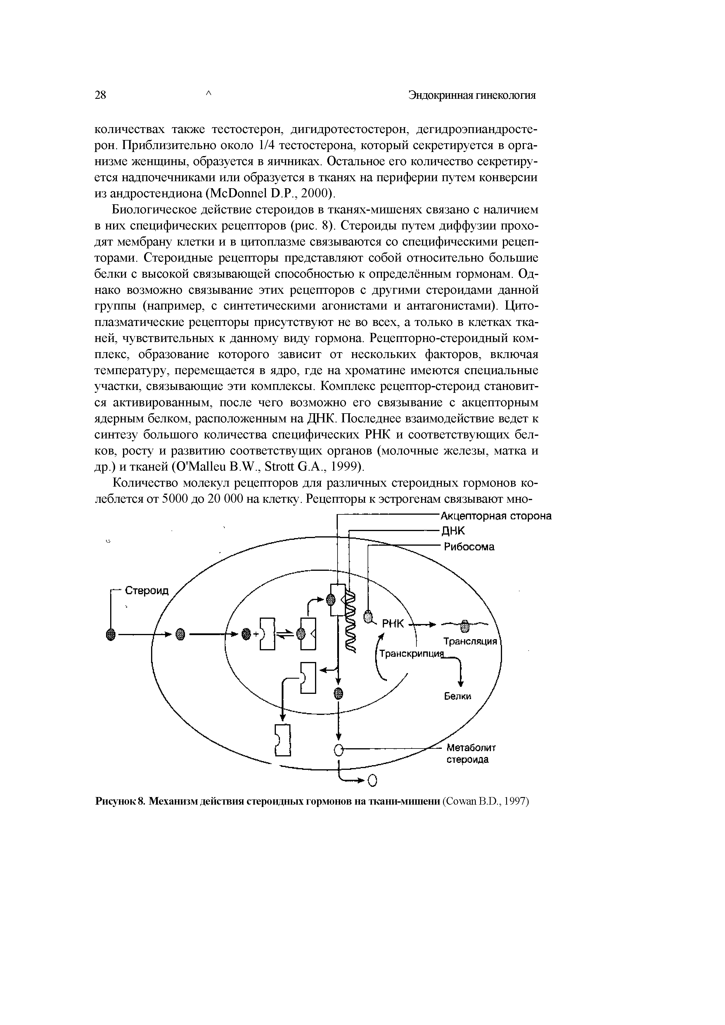 Рисунок 8. Механизм действия стероидных гормонов на ткани-мишени (C B.D., 1997)...