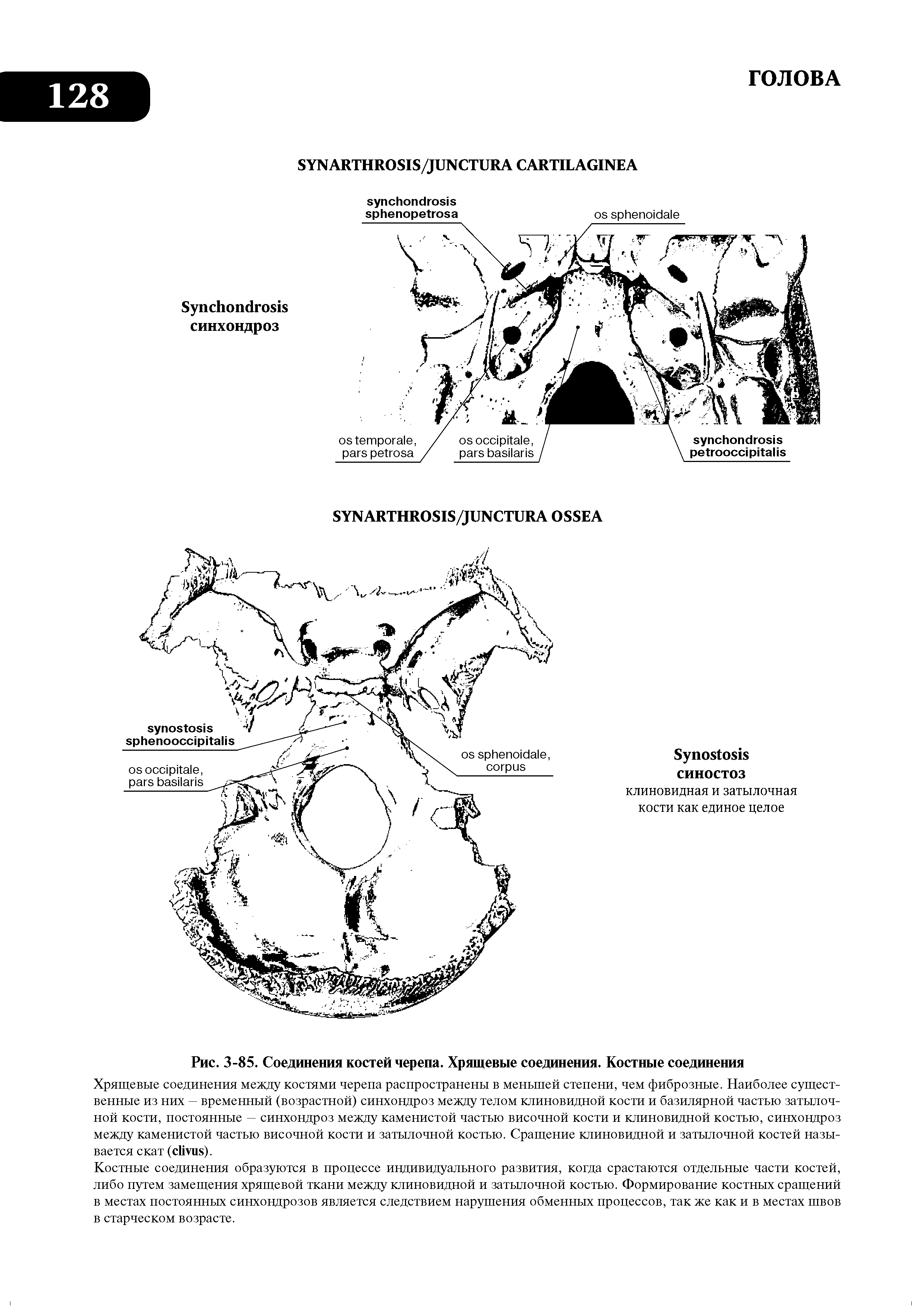 Рис. 3-85. Соединения костей черепа. Хрящевые соединения. Костные соединения...