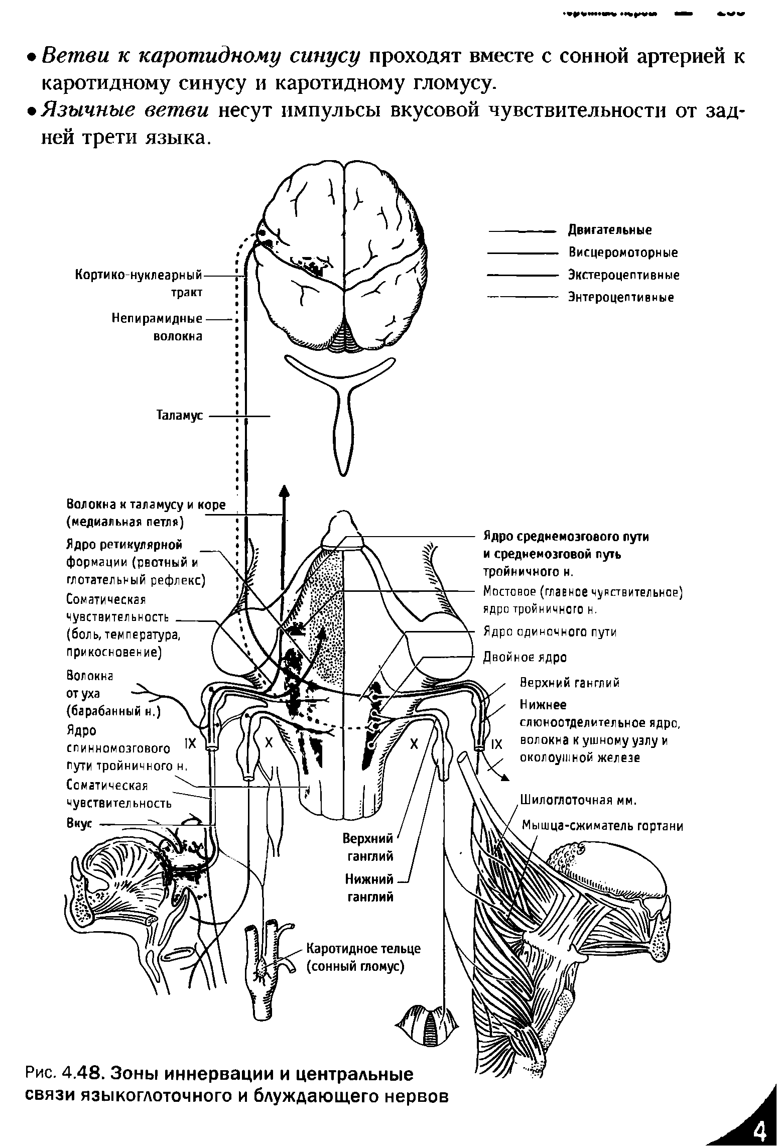 Рис. 4.48. Зоны иннервации и центральные связи языкоглоточного и блуждающего нервов...