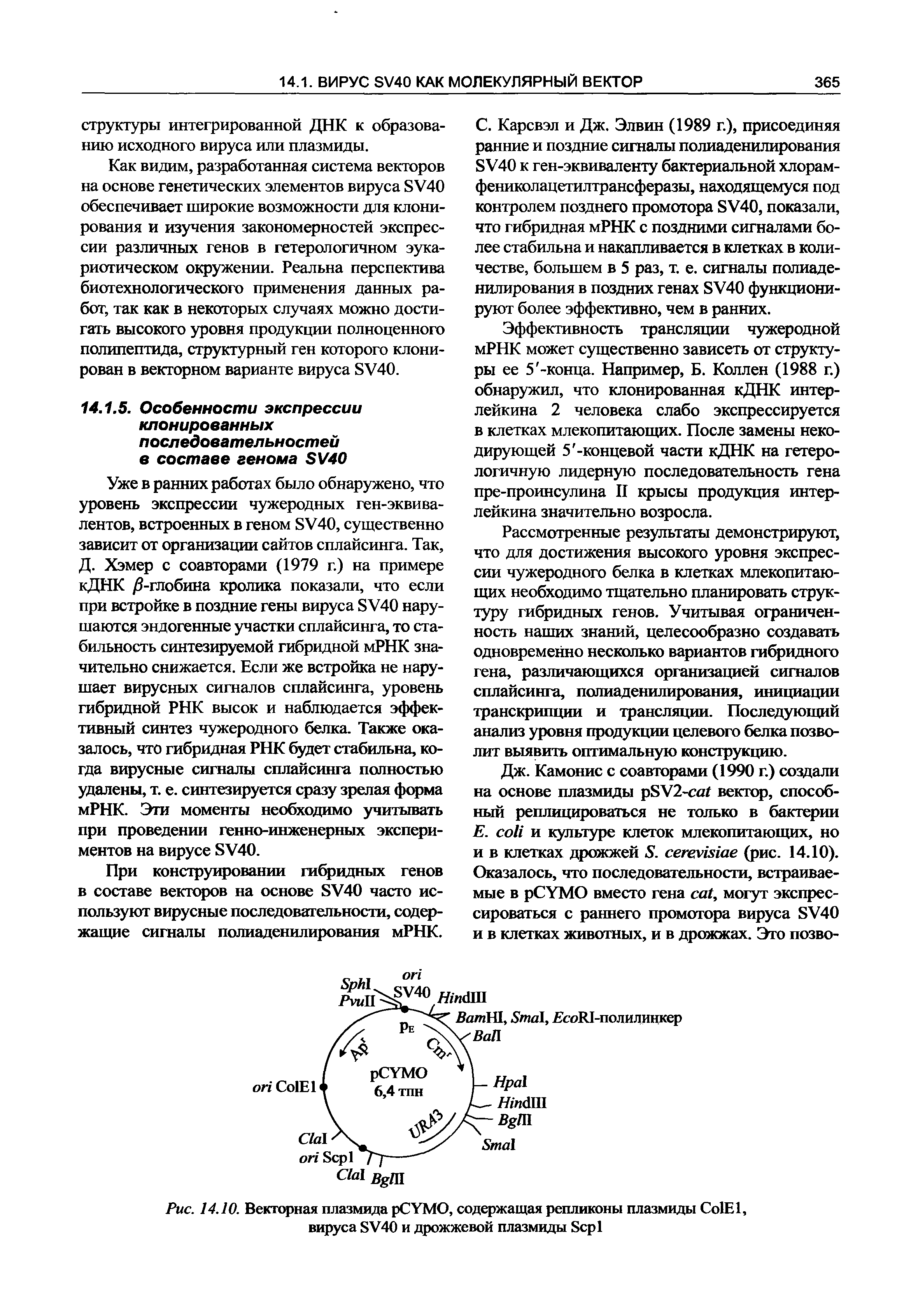 Рис. 14.10. Векторная плазмида CYMO, содержащая репликоны плазмиды C E , вируса SV40 и дрожжевой плазмиды S ...