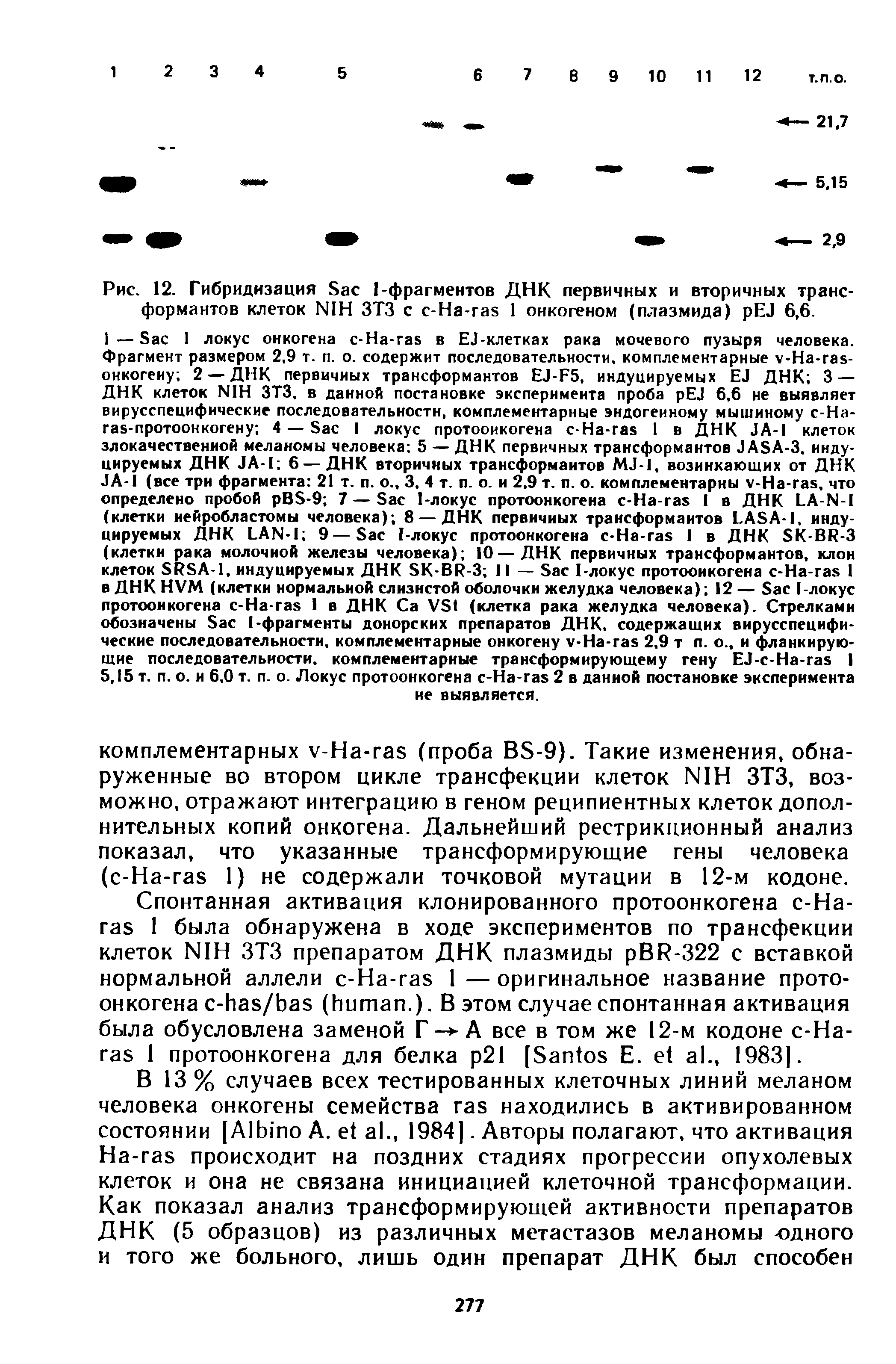 Рис. 12. Гибридизация S 1-фрагментов ДНК первичных и вторичных трансформантов клеток NIH ЗТЗ с -H - 1 онкогеном (плазмида) EJ 6,6.