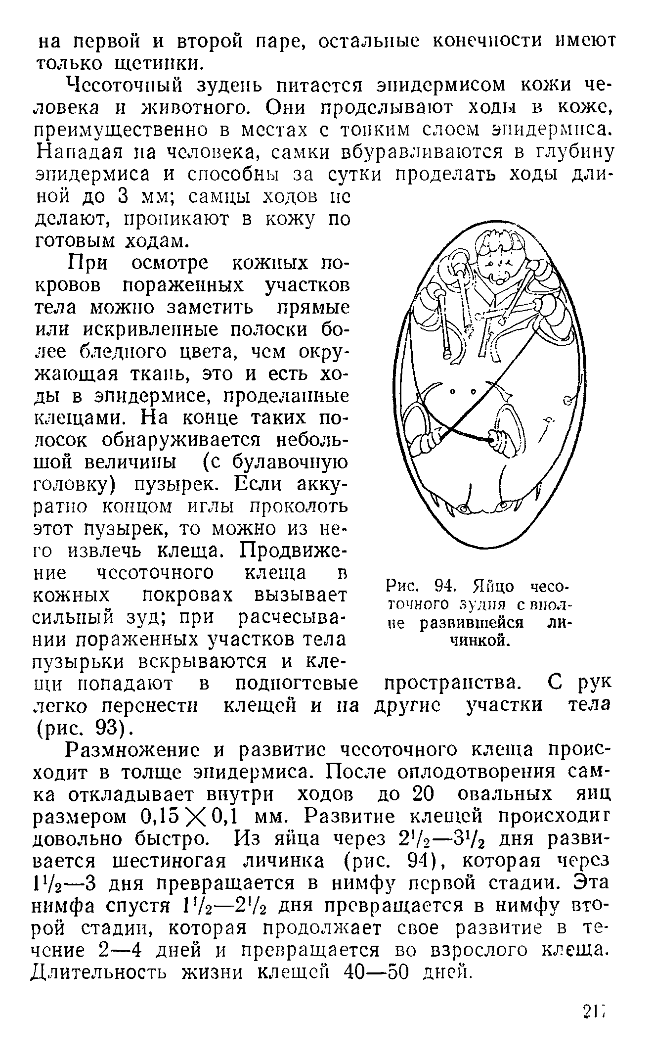 Рис. 94. Яйцо чесоточного зудня с виол не развившейся личинкой.