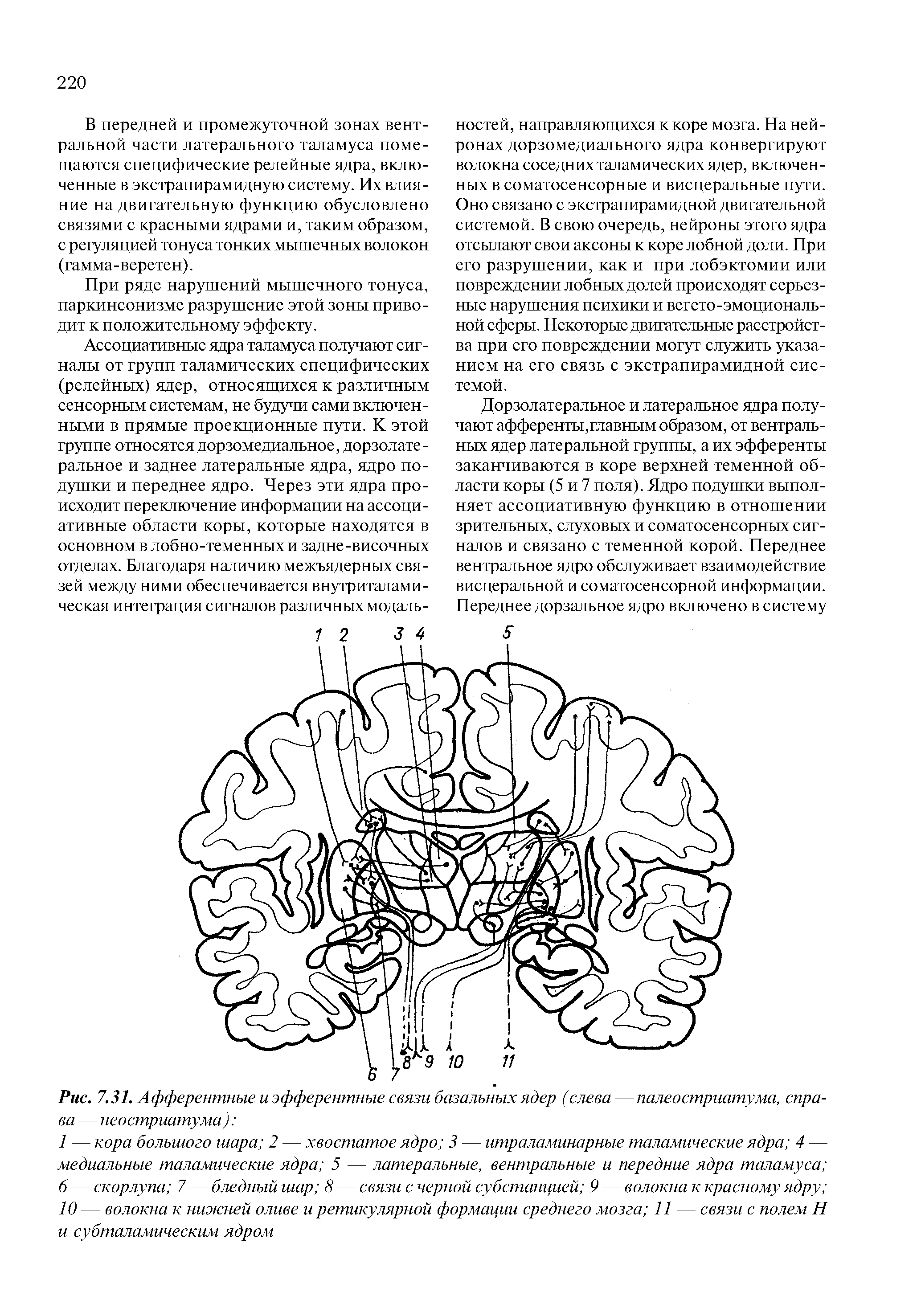 Рис. 7.31. Афферентные и эфферентные связи базальных ядер (слева — палеостриатума, справа — неостриатума) ...